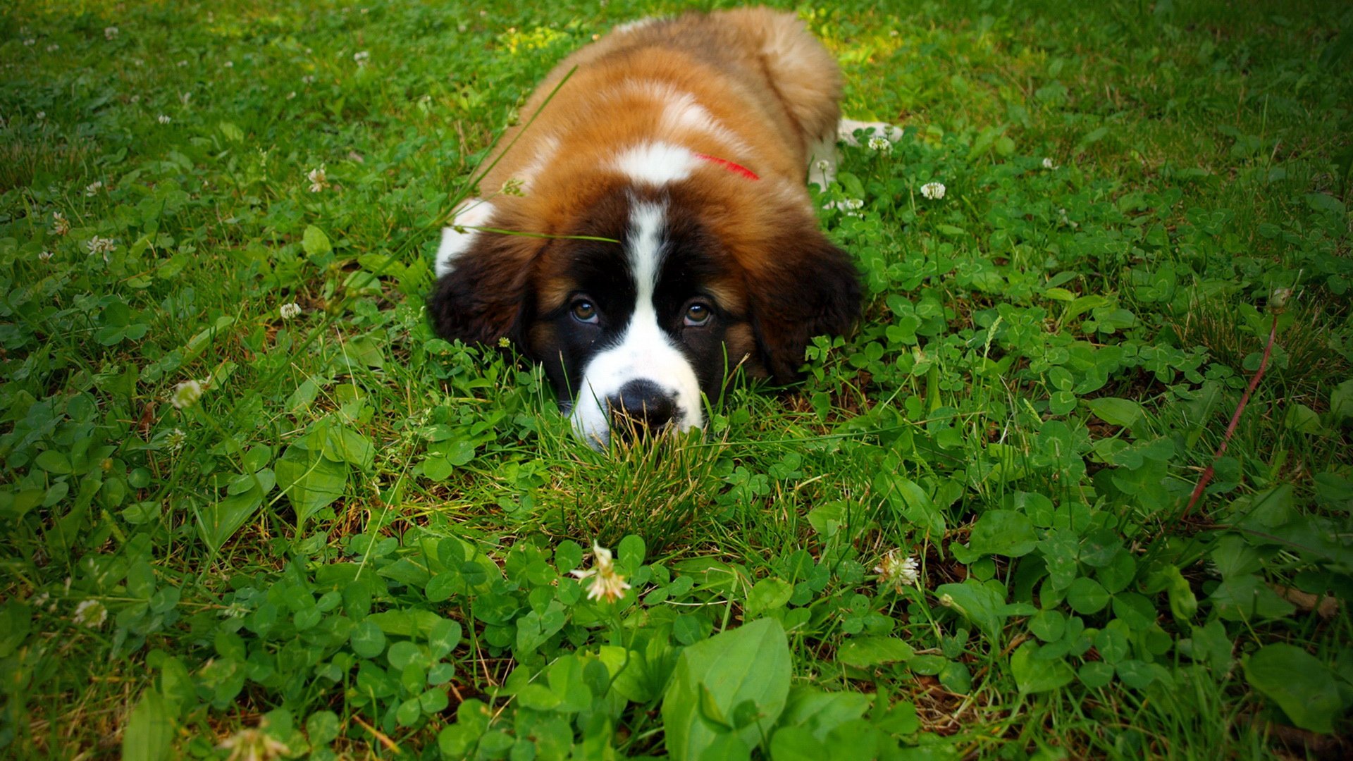 萌宠,汪星人,儿童桌面专用