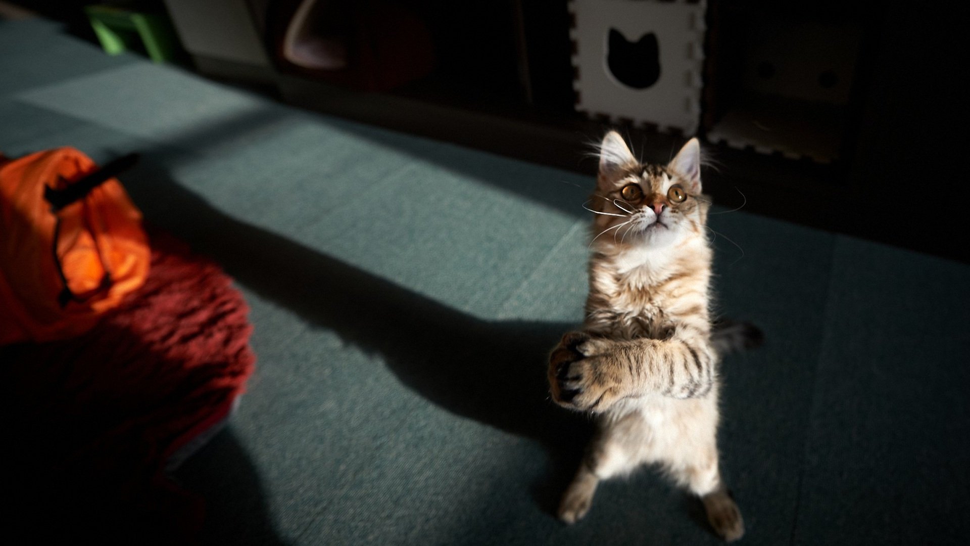 萌宠,喵星人,儿童桌面专用