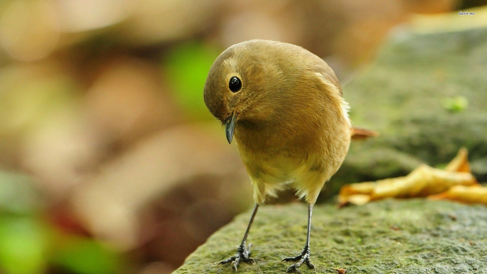 萌宠,鸟,卖萌图,儿童桌面专用