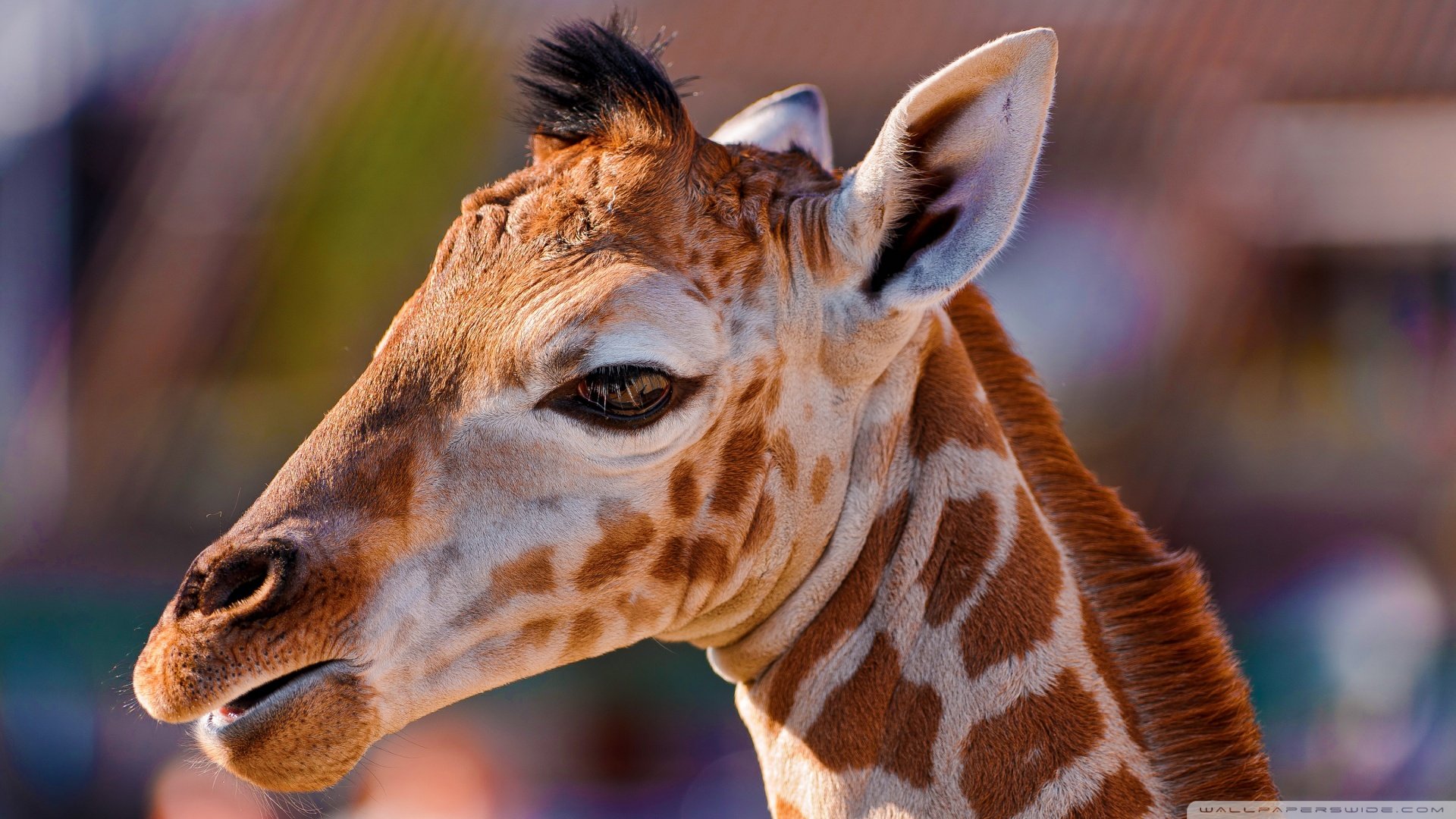 萌宠,长颈鹿,野生动物,儿童桌面专用