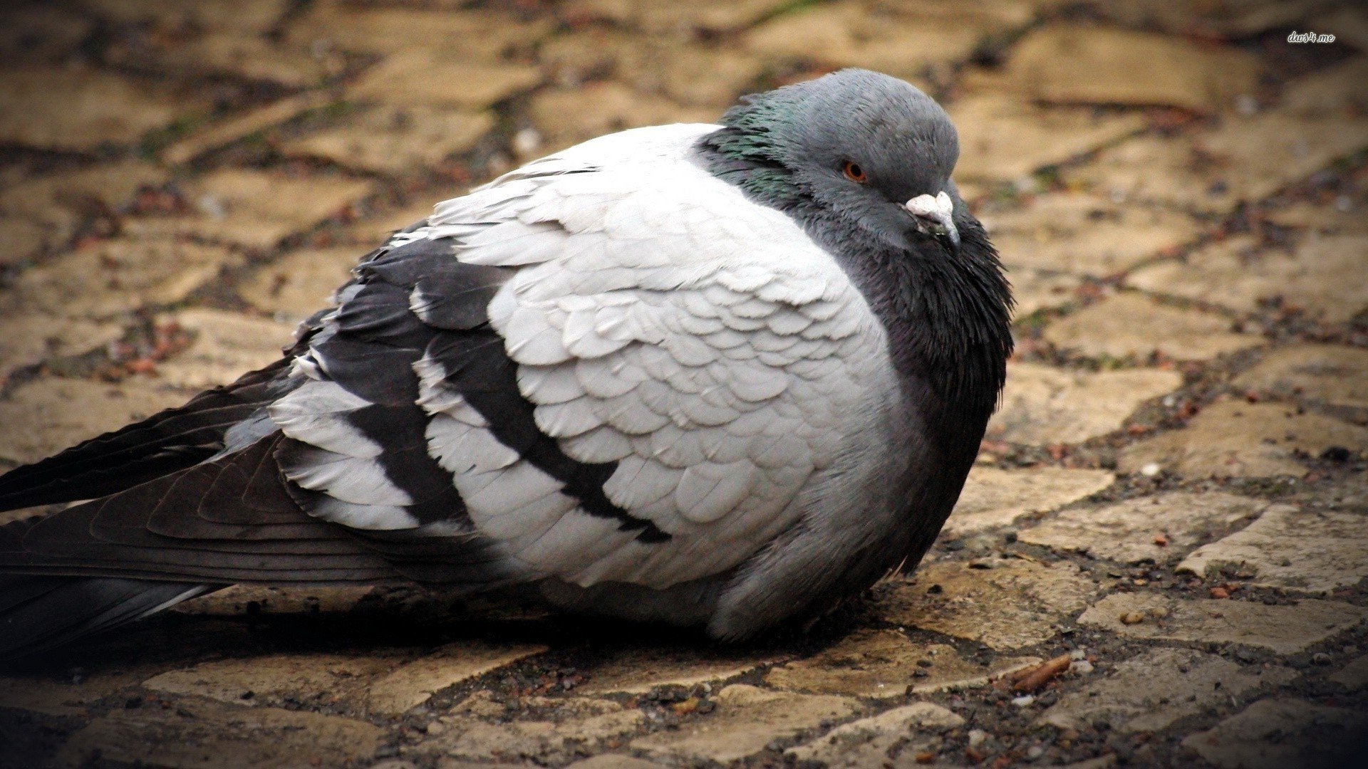 萌宠,小鸟天堂,鸟,儿童桌面专用