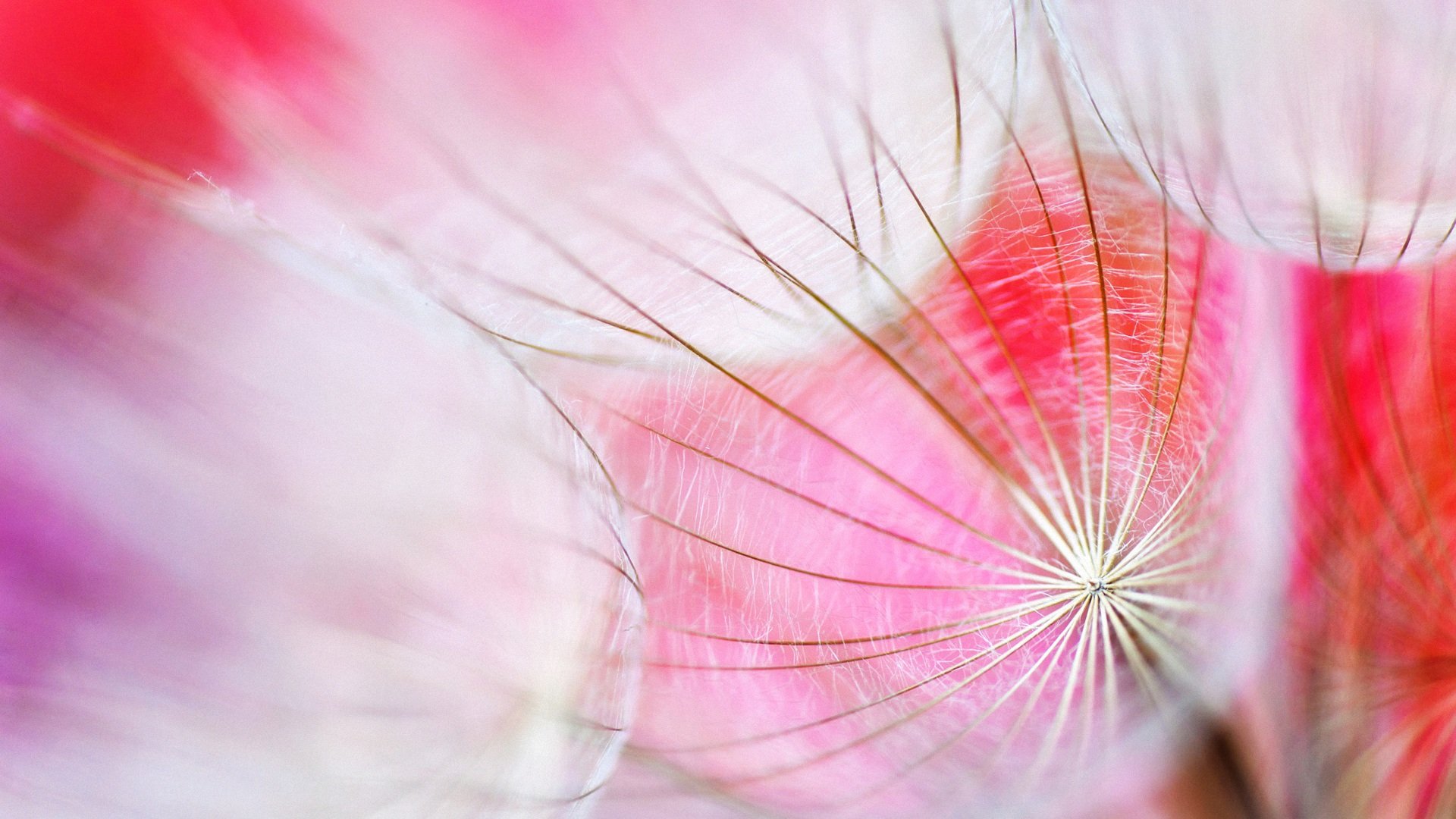 小清新,清新淡雅,花,儿童桌面专用