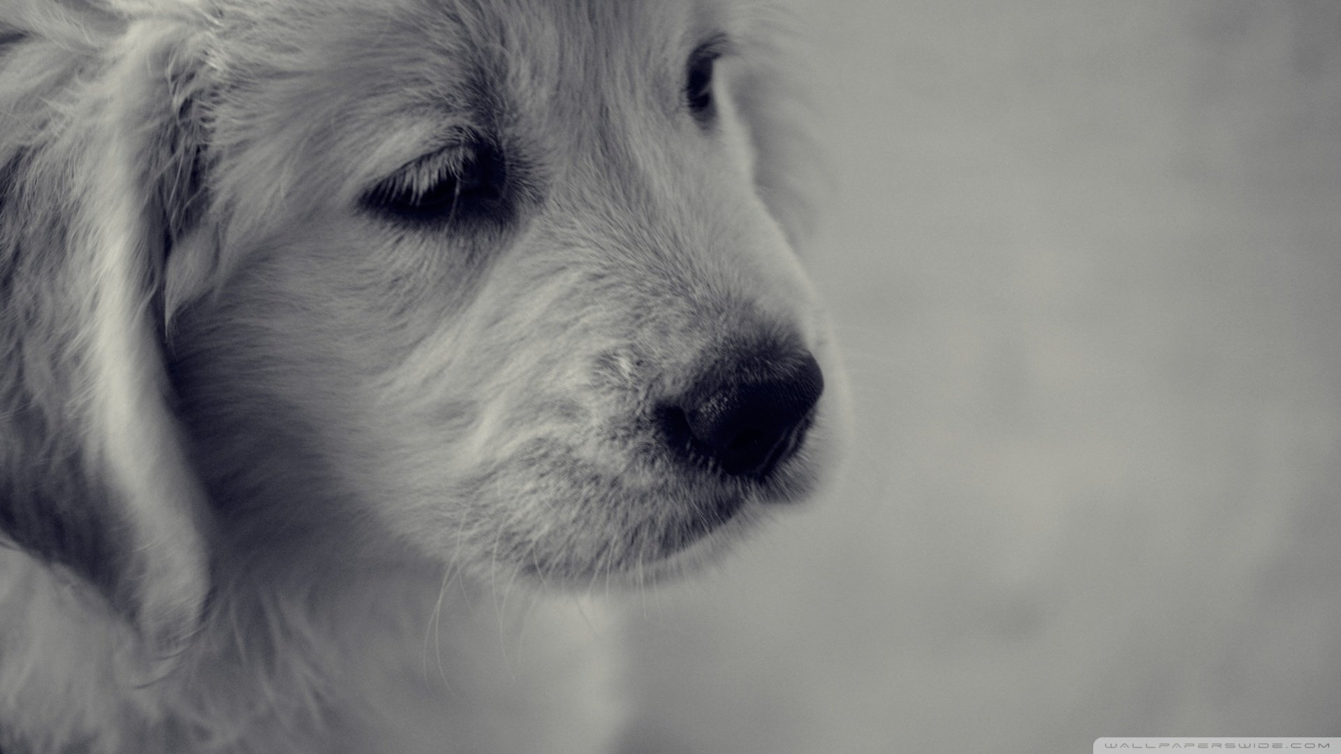 萌宠,汪星人,狗狗,儿童桌面专用