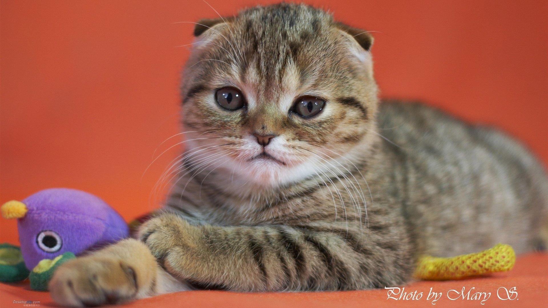 萌宠,喵星人,儿童桌面专用