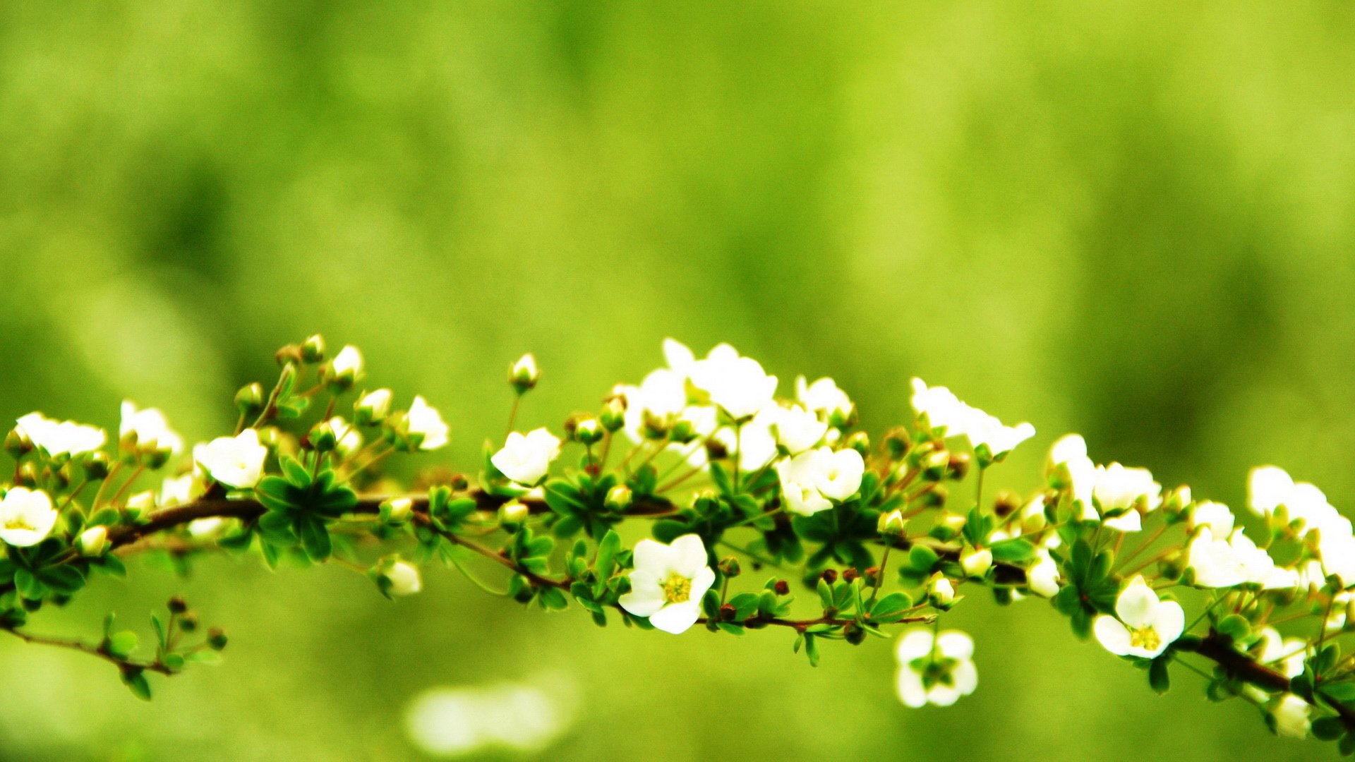 小清新,清新淡雅,儿童桌面专用