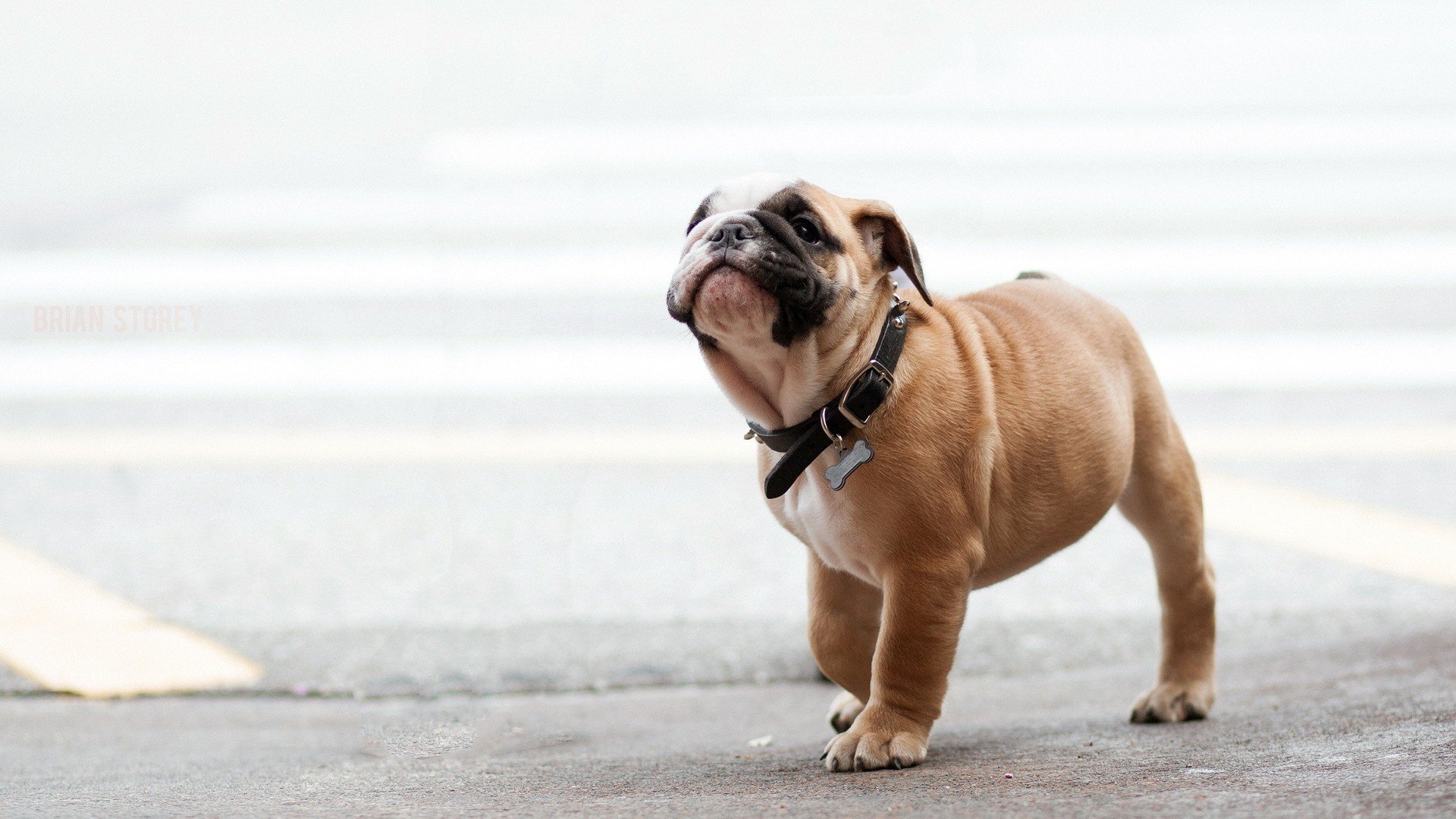 萌宠,动物,汪星人,儿童桌面专用