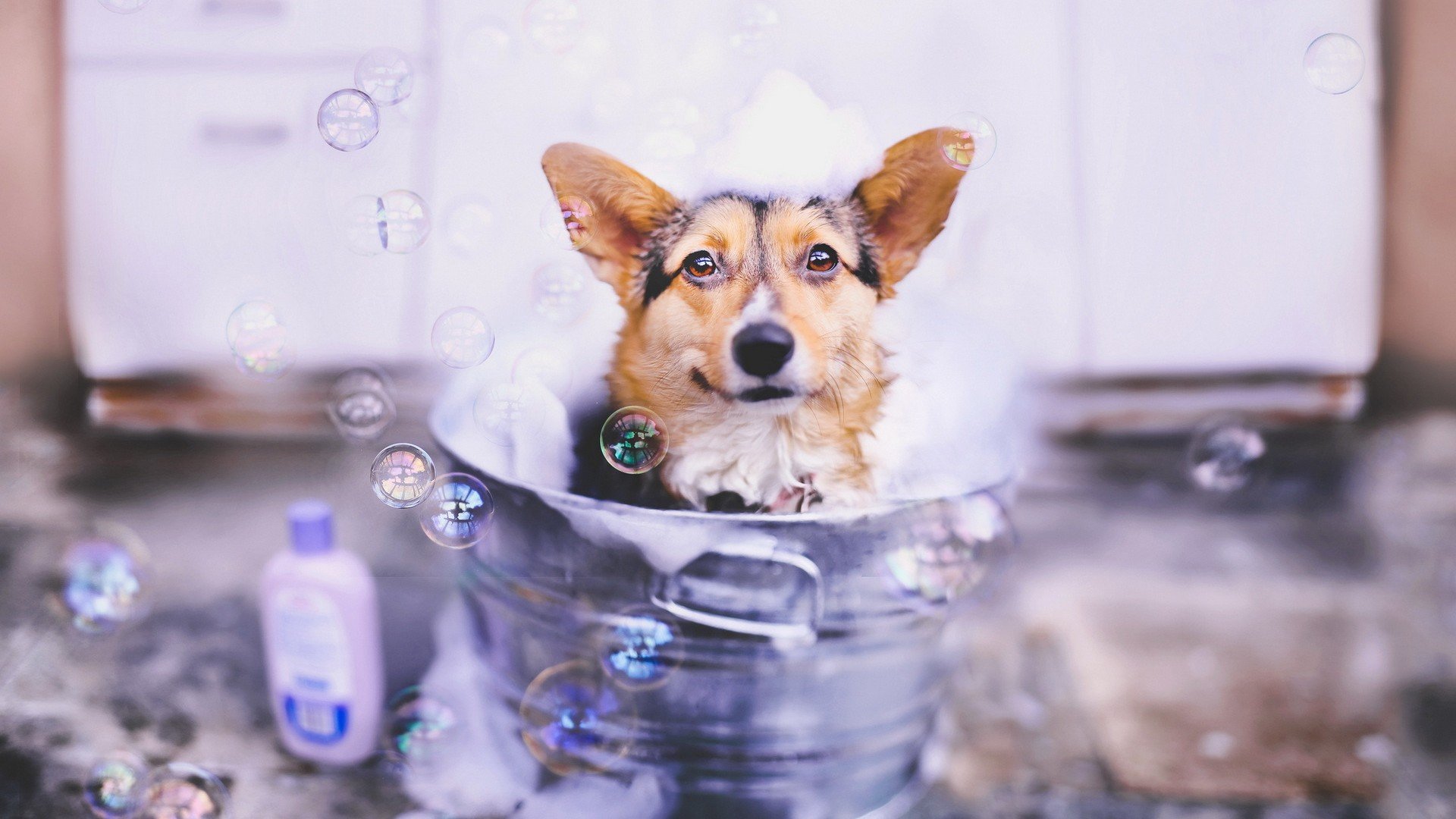 萌宠,汪星人,儿童桌面专用