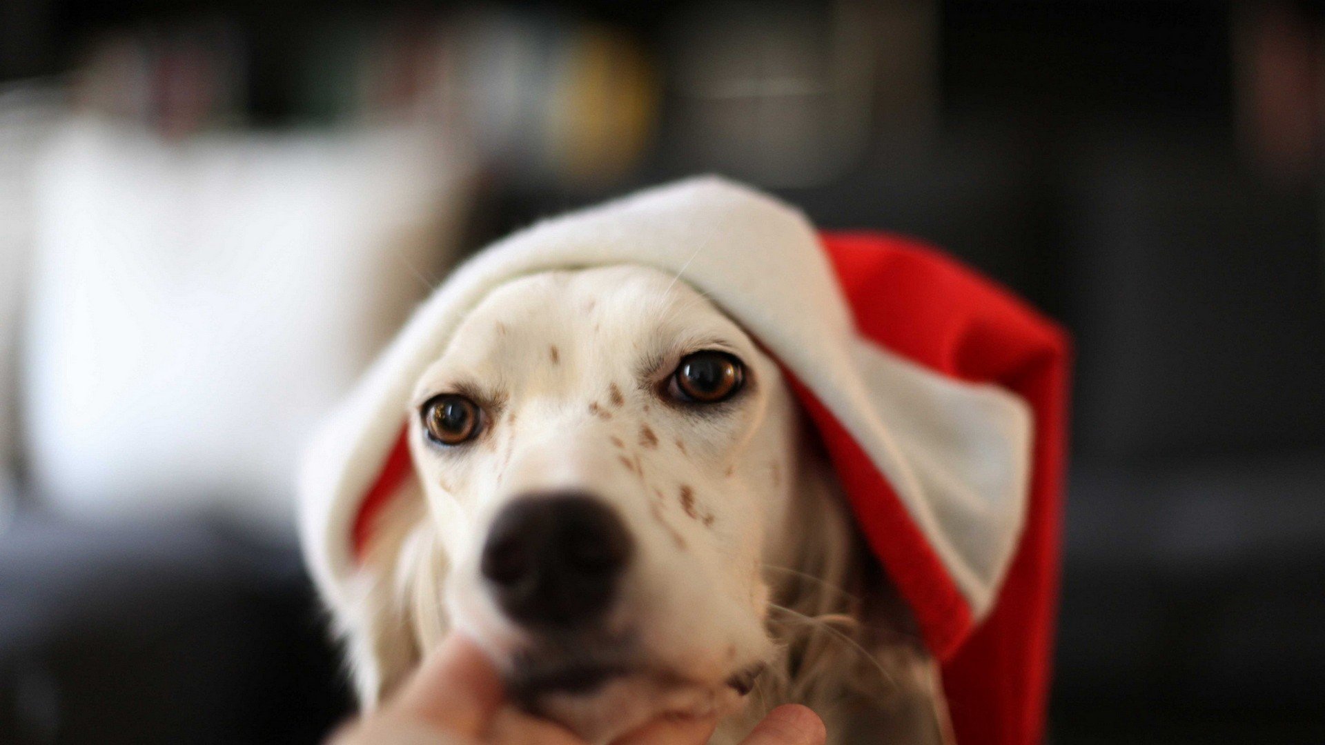 萌宠,汪星人,儿童桌面专用