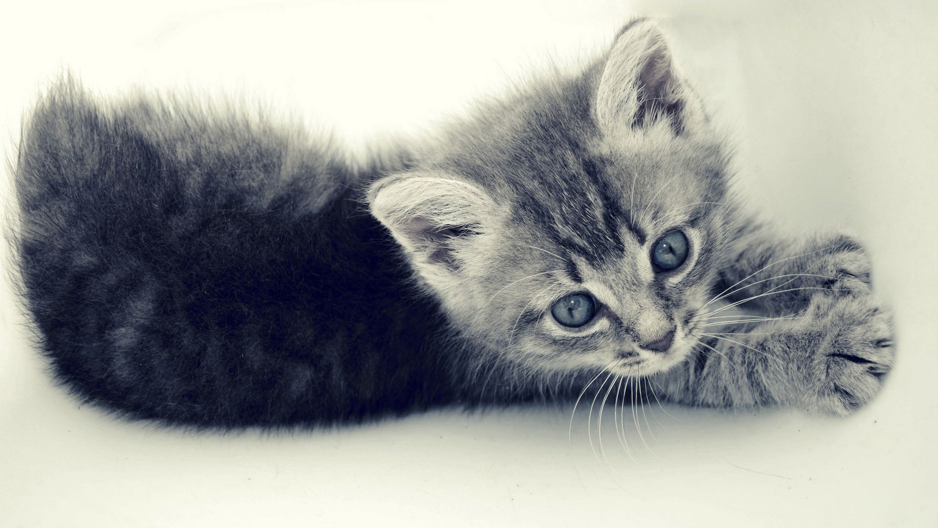 萌宠,喵星人,猫咪,猫,儿童桌面专用