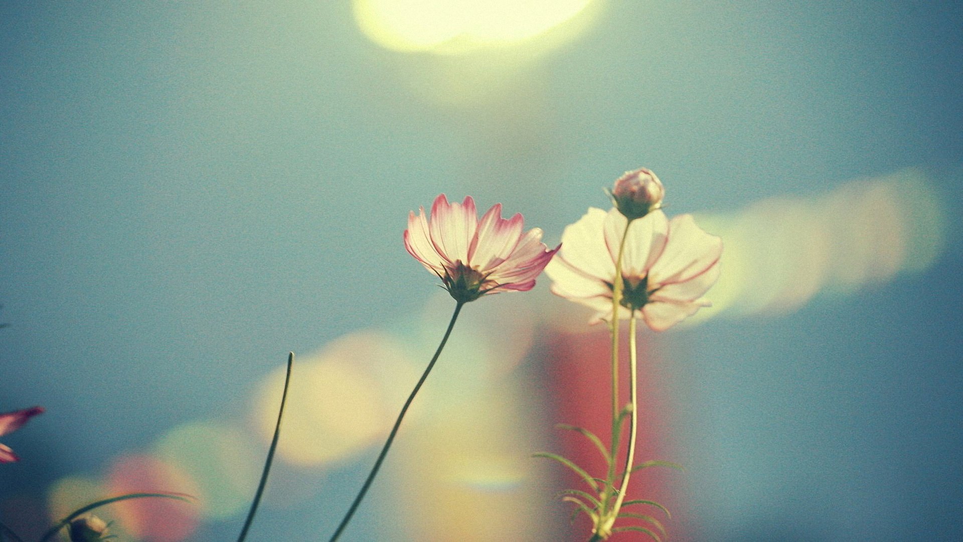 小清新,静物写真,儿童桌面专用