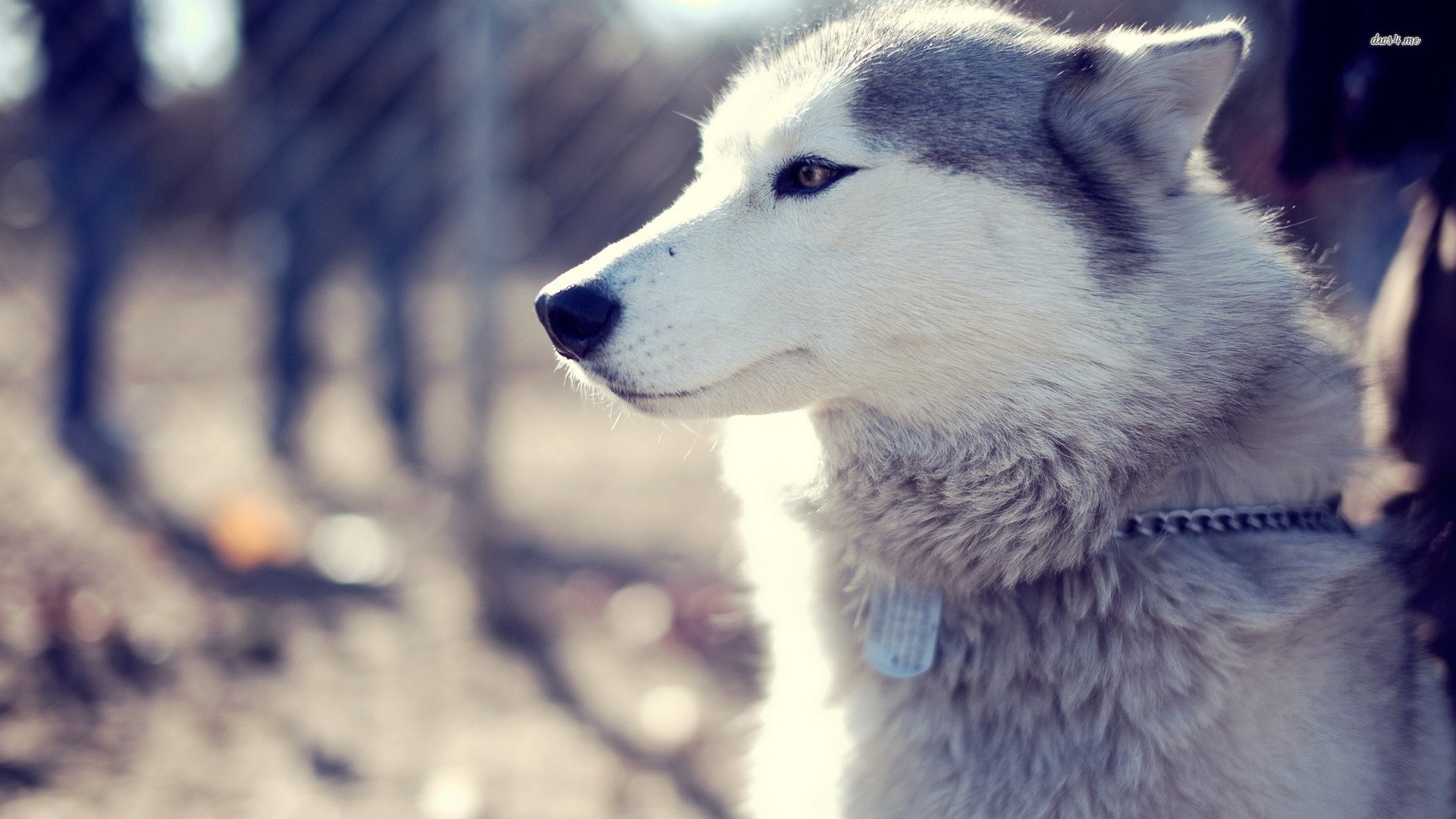 萌宠,汪星人,狗狗,儿童桌面专用