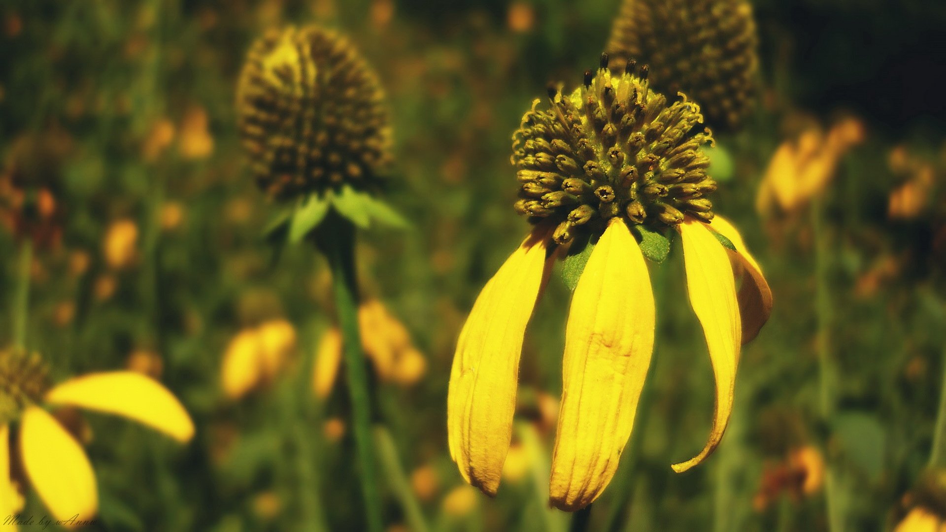 小清新,清新淡雅,花,儿童桌面专用