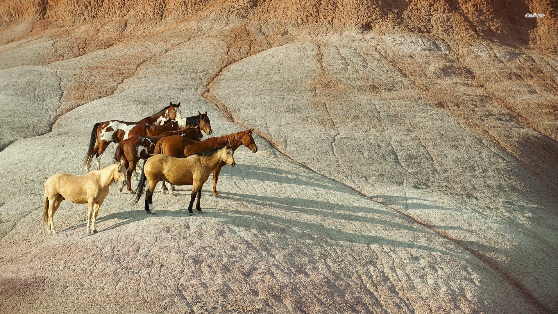 萌宠,野马,儿童桌面专用