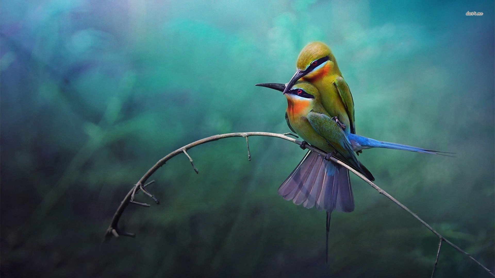 萌宠,小鸟天堂,鸟,儿童桌面专用