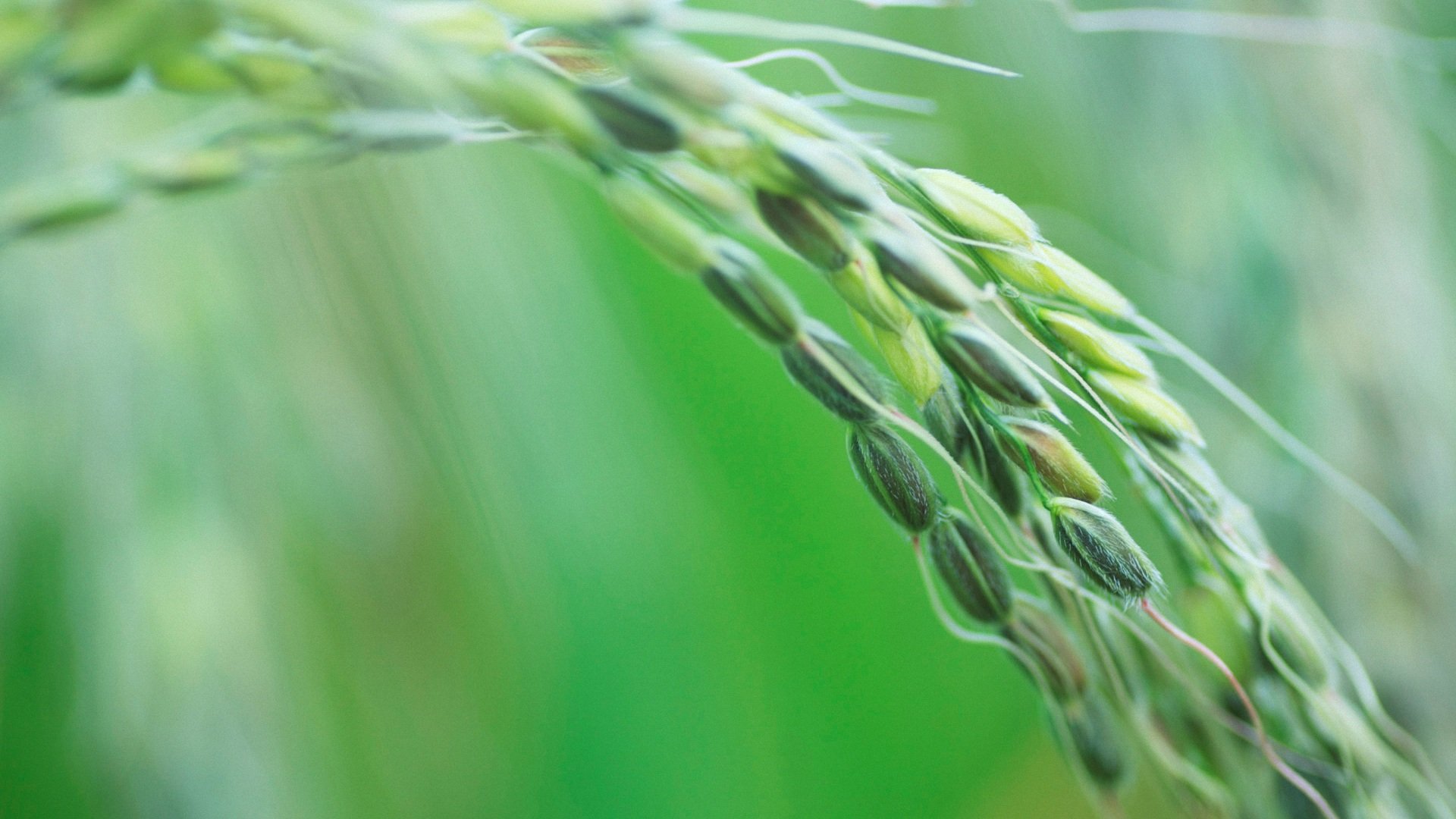 小清新,麦穗,清新淡雅,儿童桌面专用