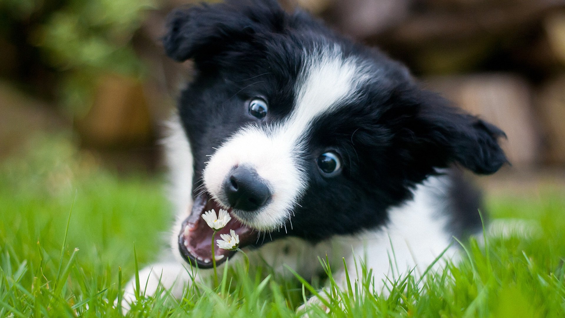 萌宠,汪星人,卖萌图,儿童桌面专用