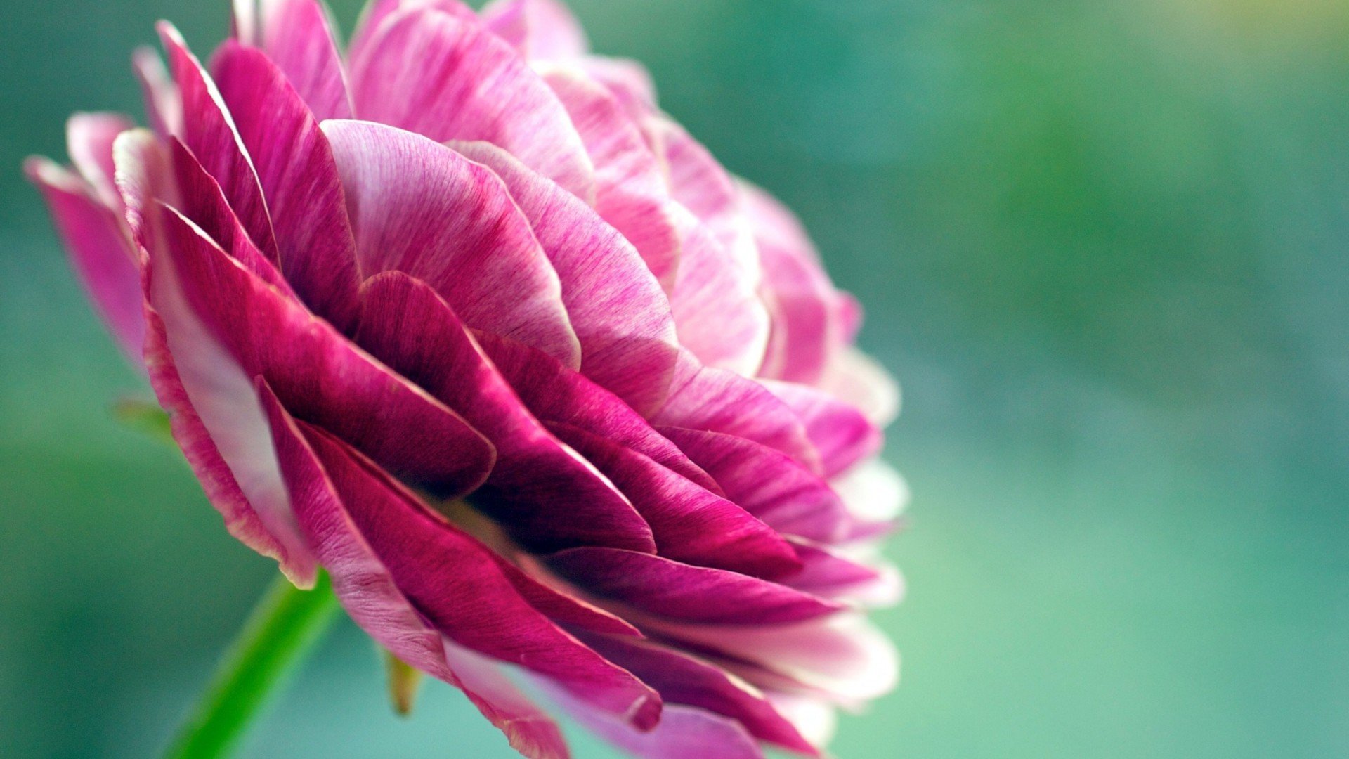 小清新,娇艳欲滴,儿童桌面专用