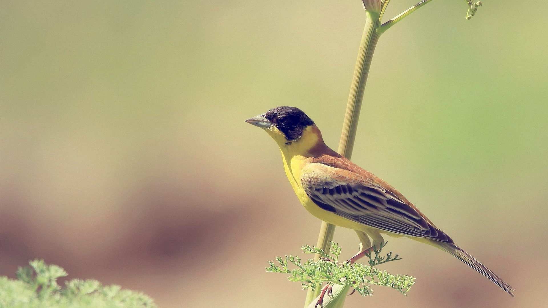 萌宠,鸟,小鸟天堂,儿童桌面专用