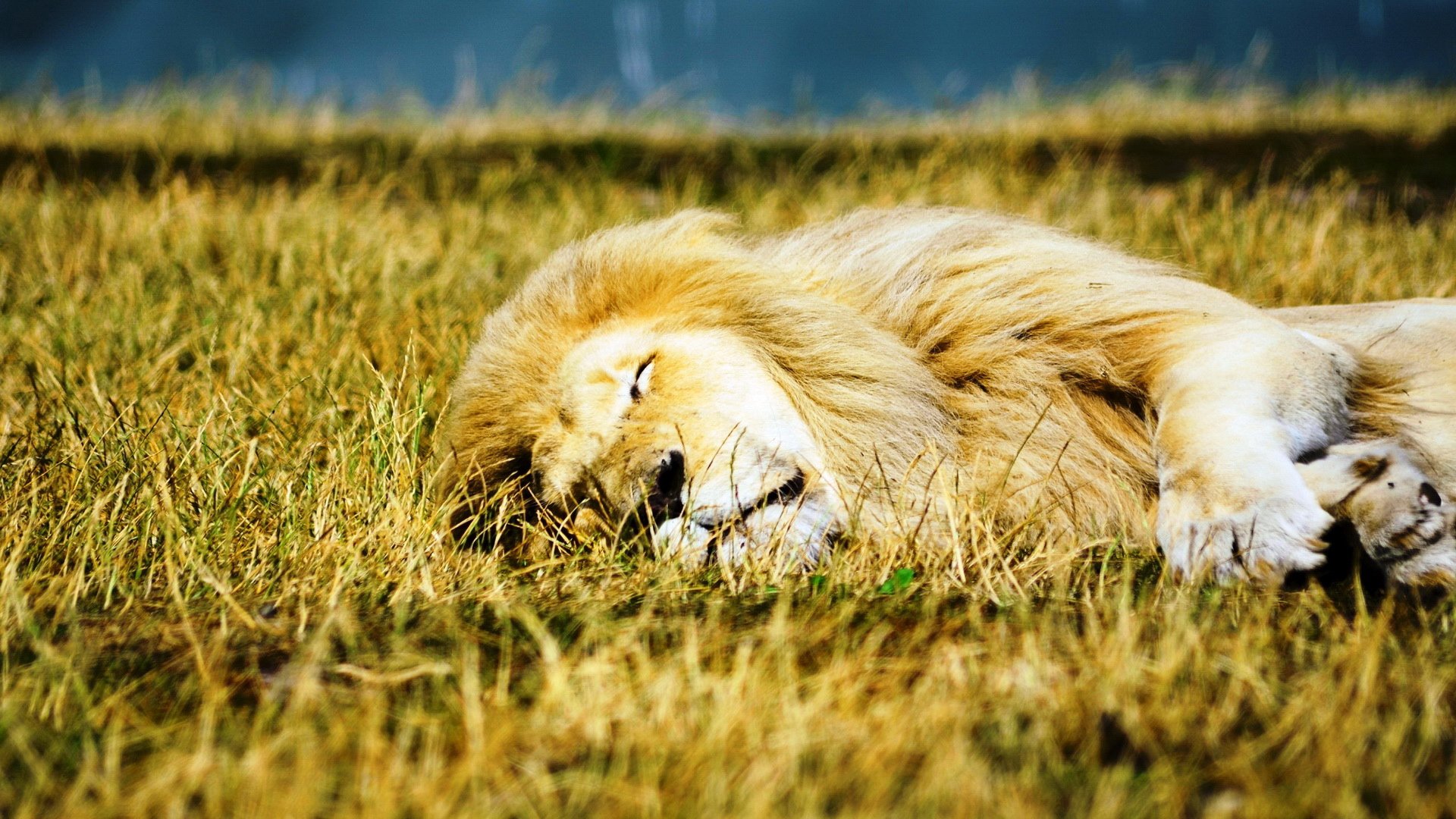 萌宠,狮子,野生动物,儿童桌面专用