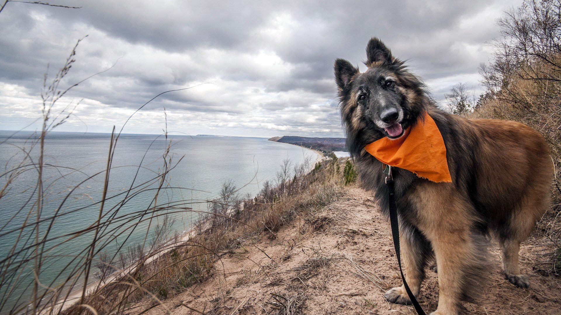 萌宠,汪星人,儿童桌面专用