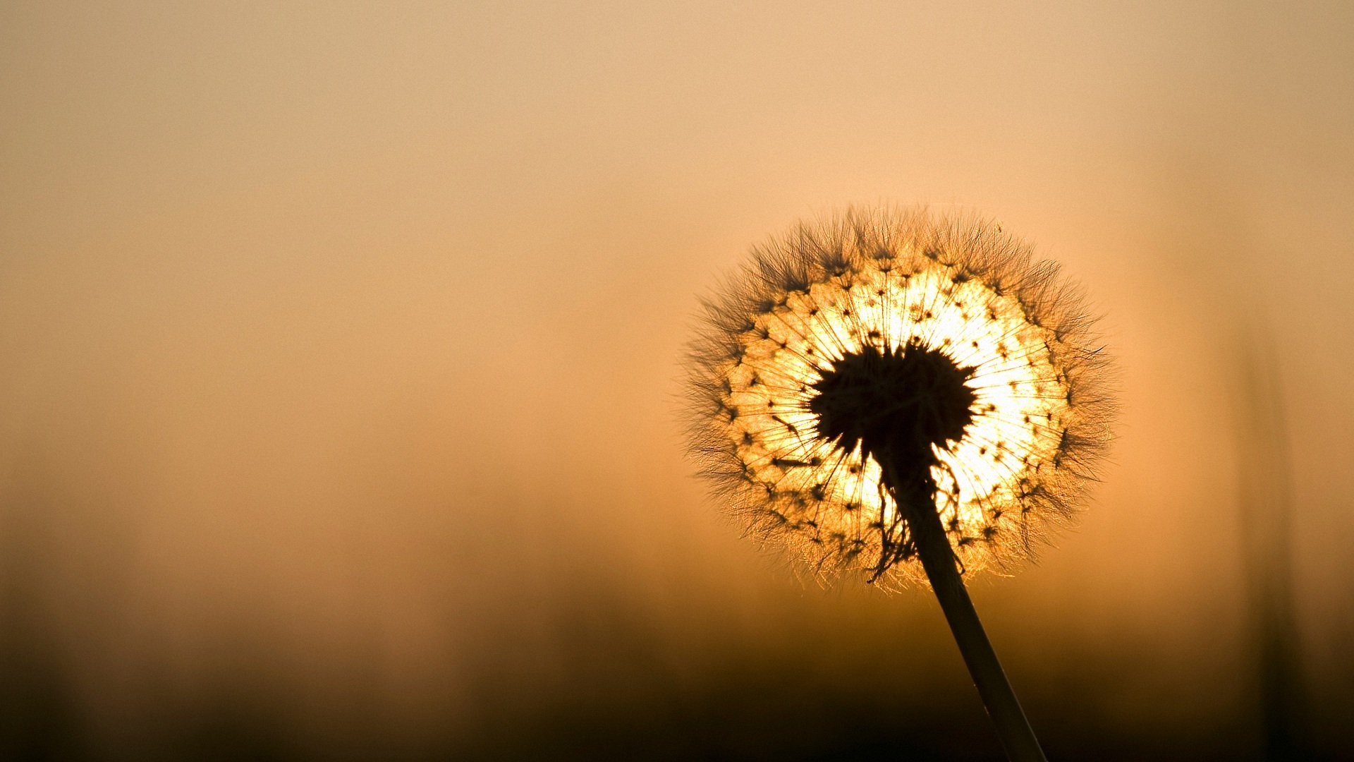 小清新,静物写真,蒲公英,儿童桌面专用