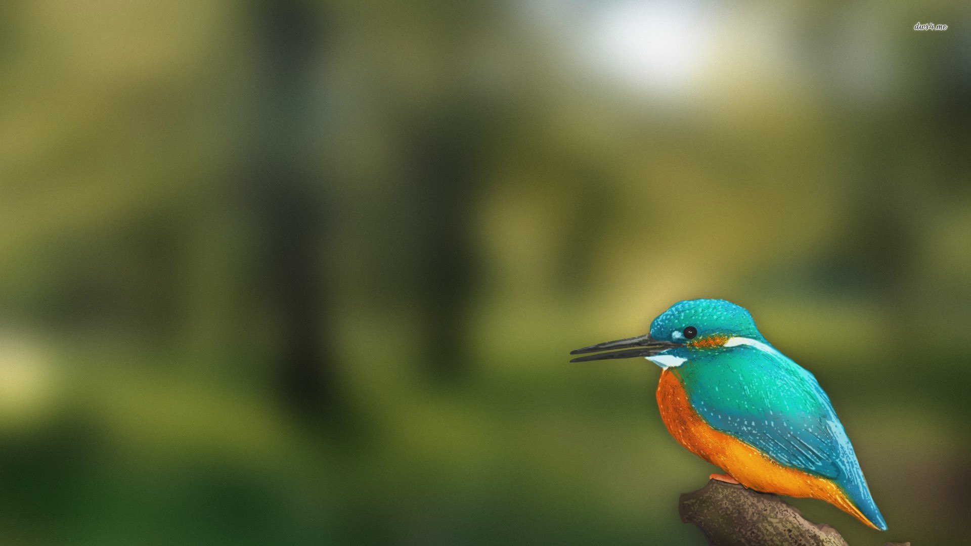 萌宠,小鸟天堂,鸟,儿童桌面专用