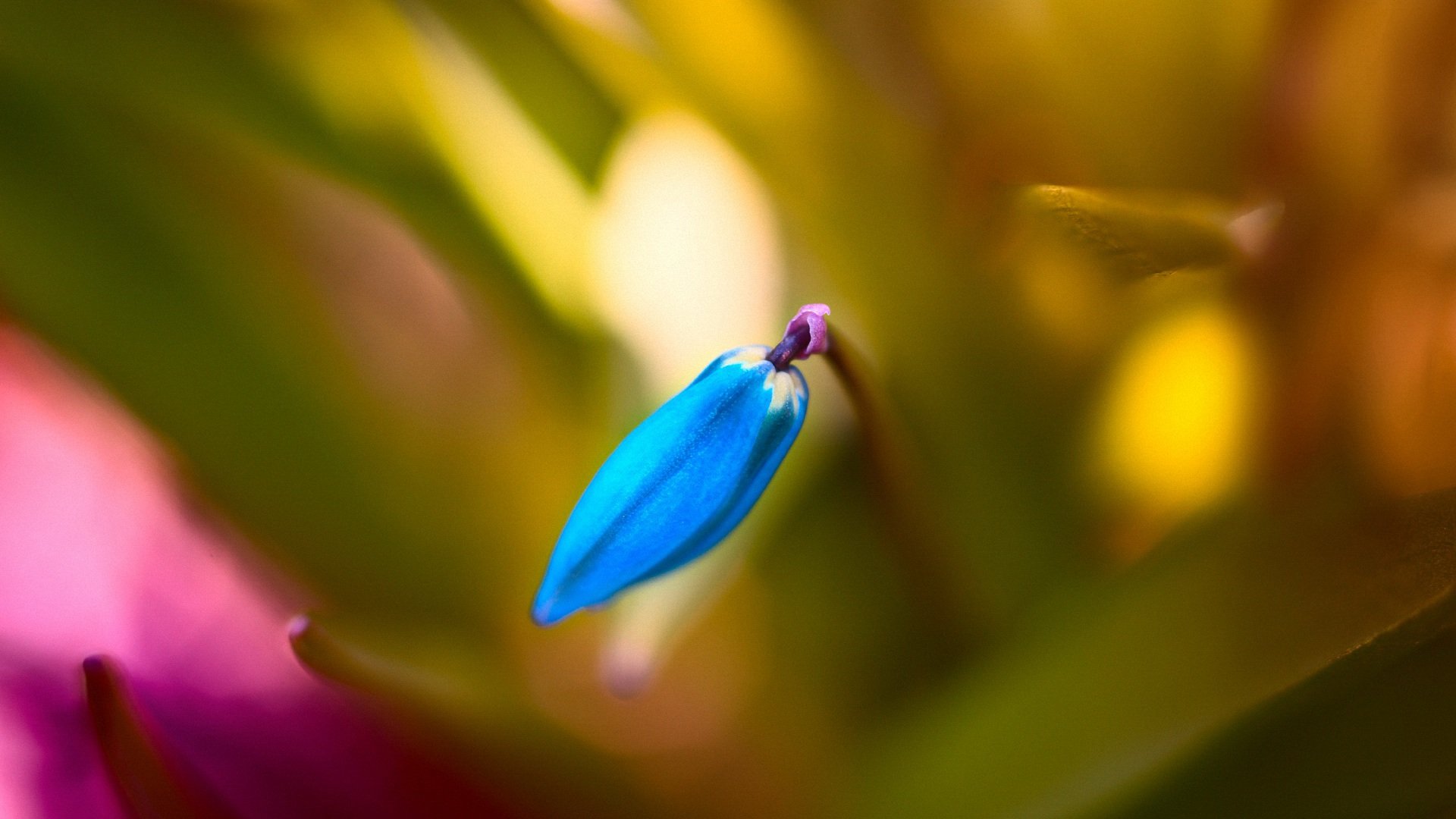 小清新,清新淡雅,花,儿童桌面专用