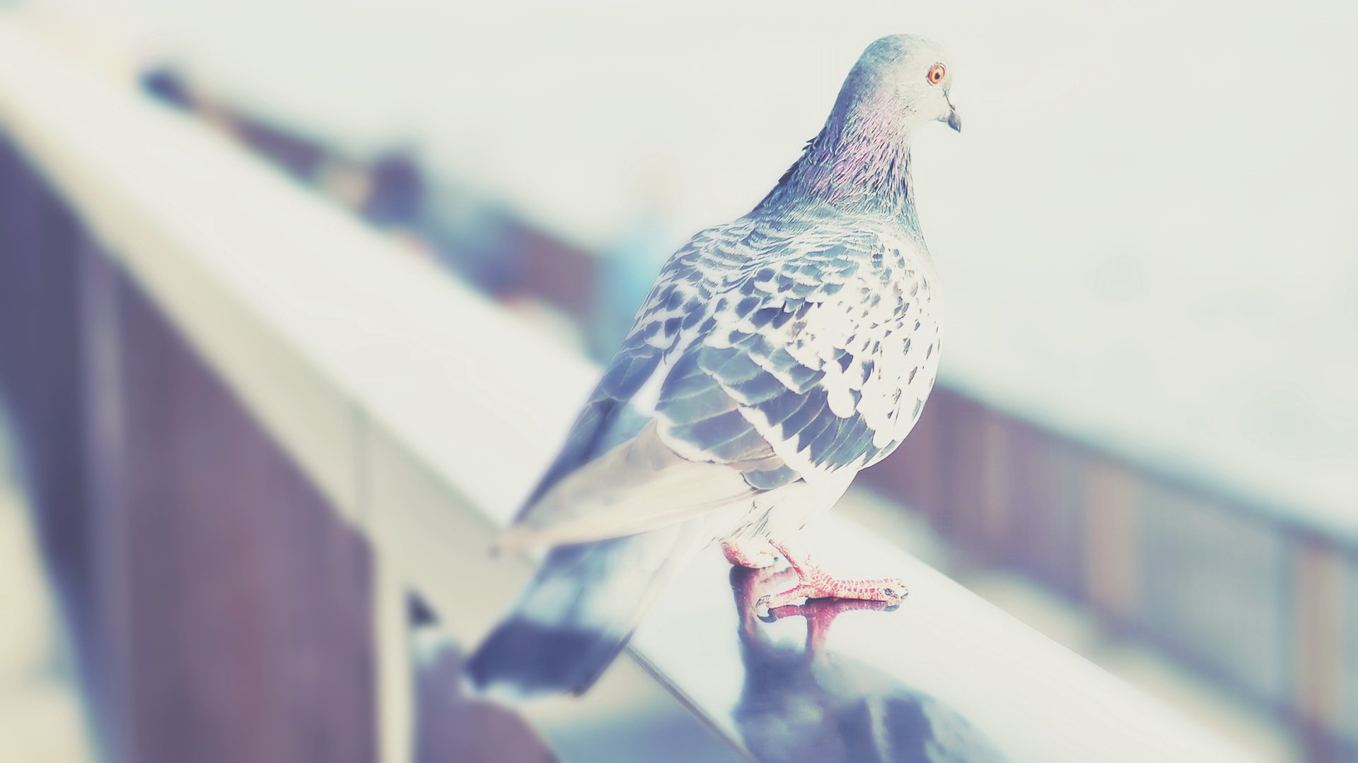 萌宠,鸽子,鸟,儿童桌面专用