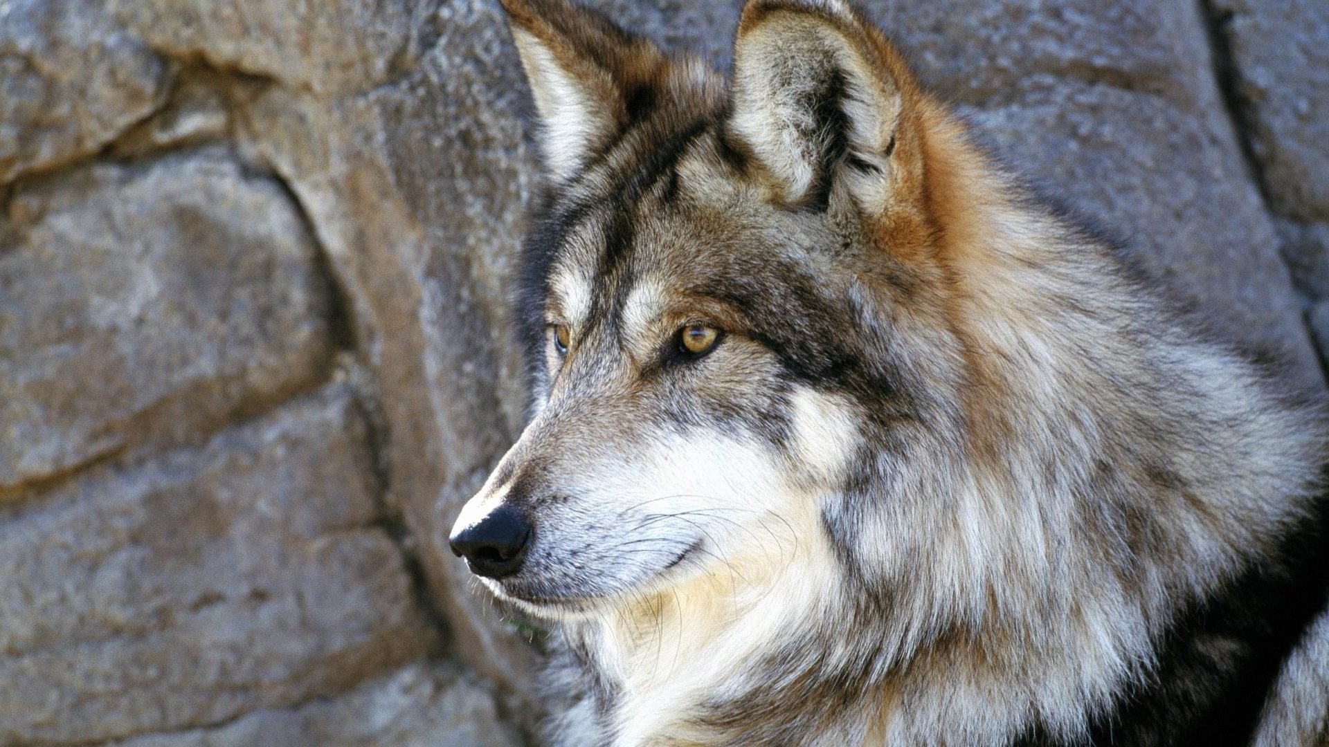 萌宠,汪星人,儿童桌面专用