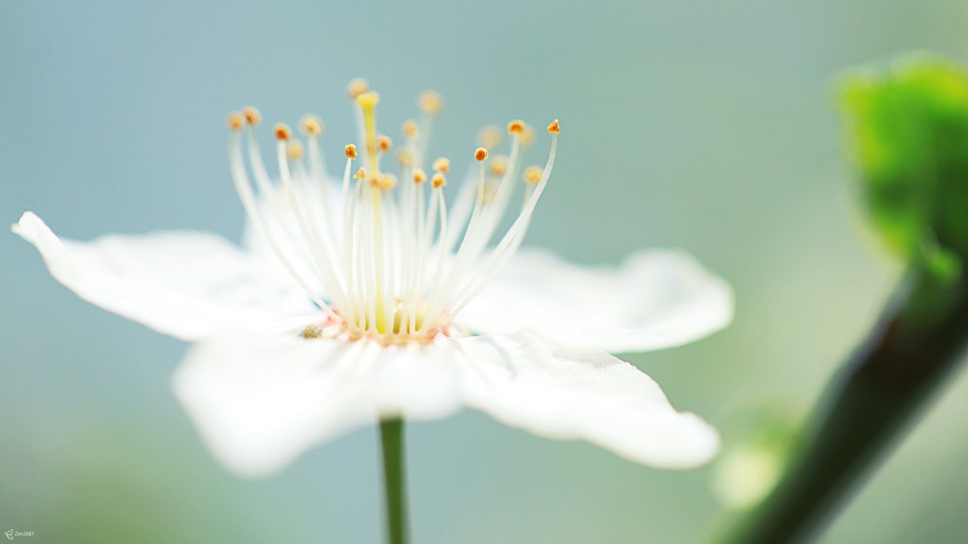 小清新,清新淡雅,花,儿童桌面专用