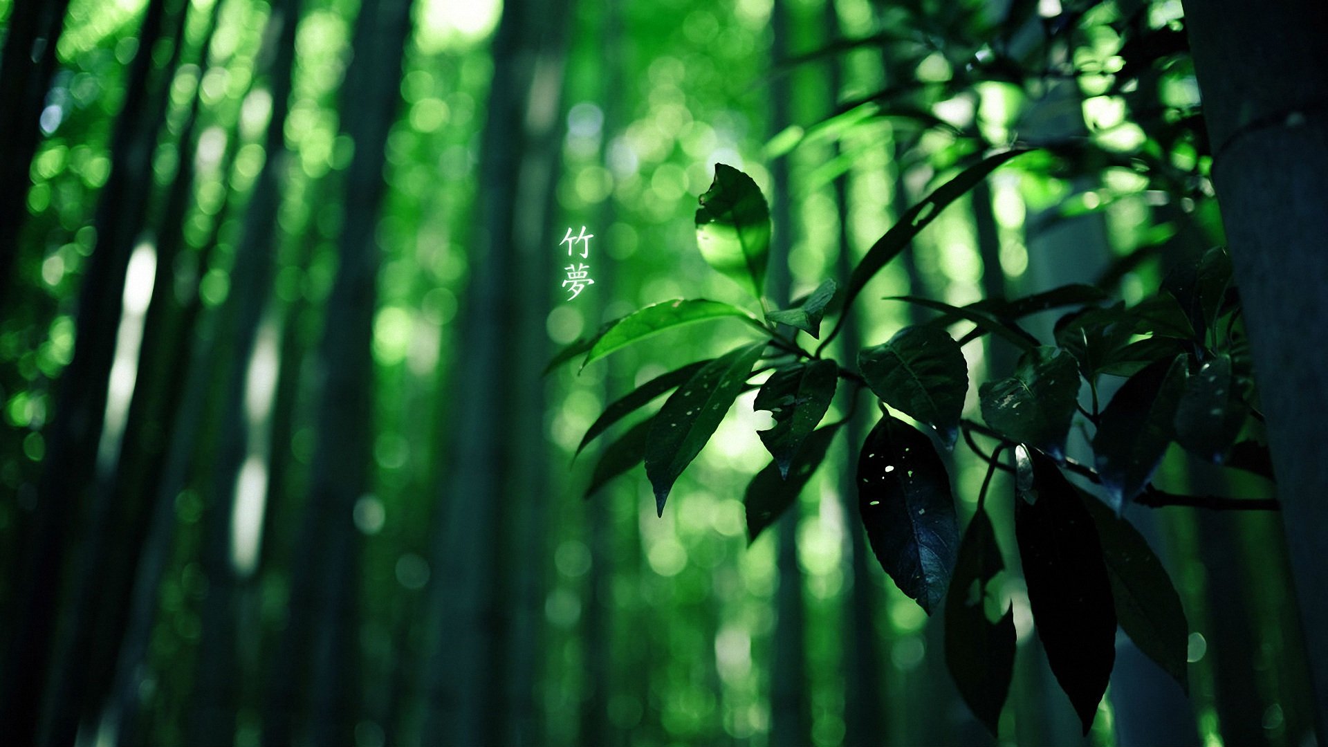 风景,竹林,儿童桌面专用