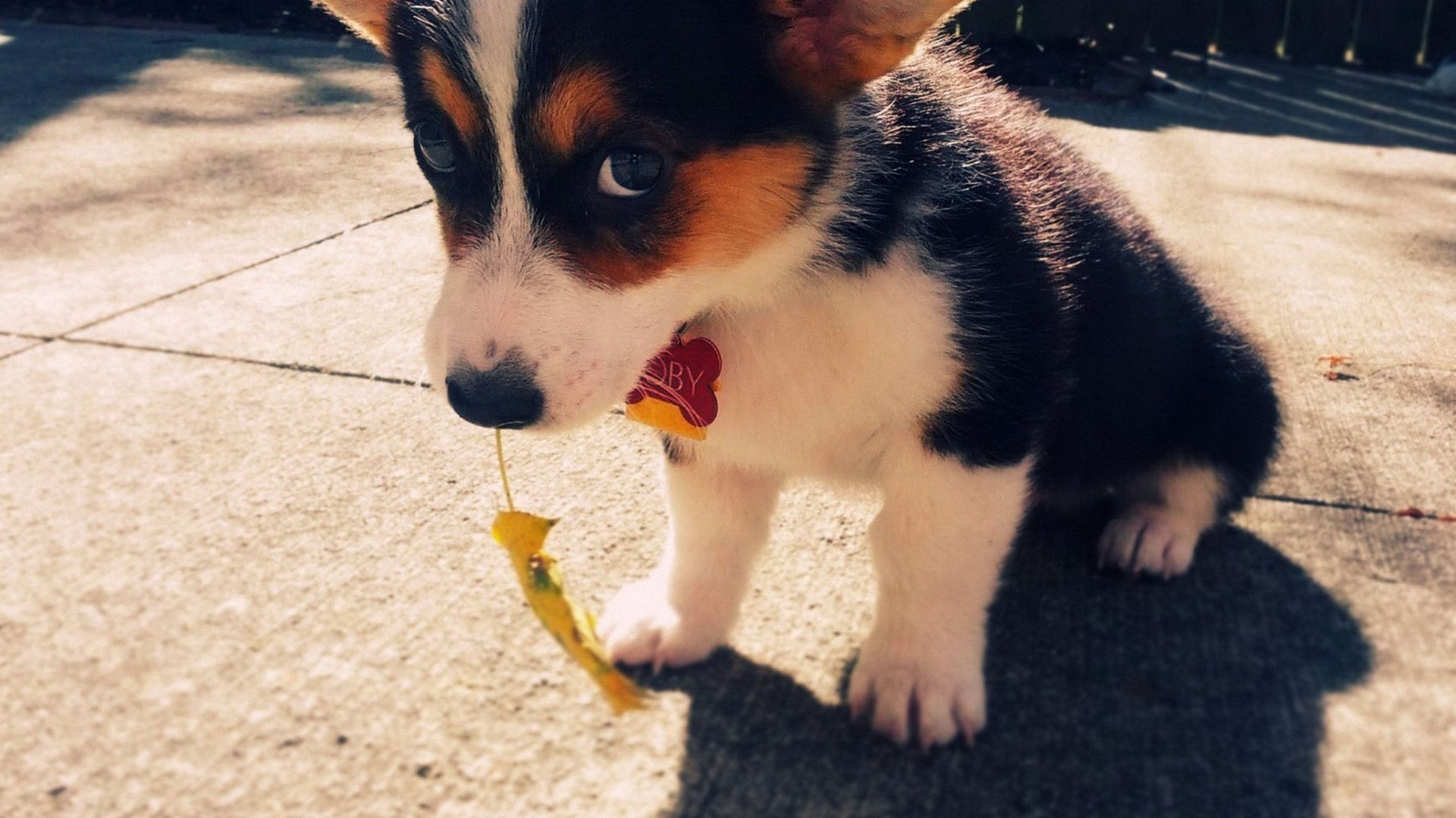 萌宠,汪星人,儿童桌面专用