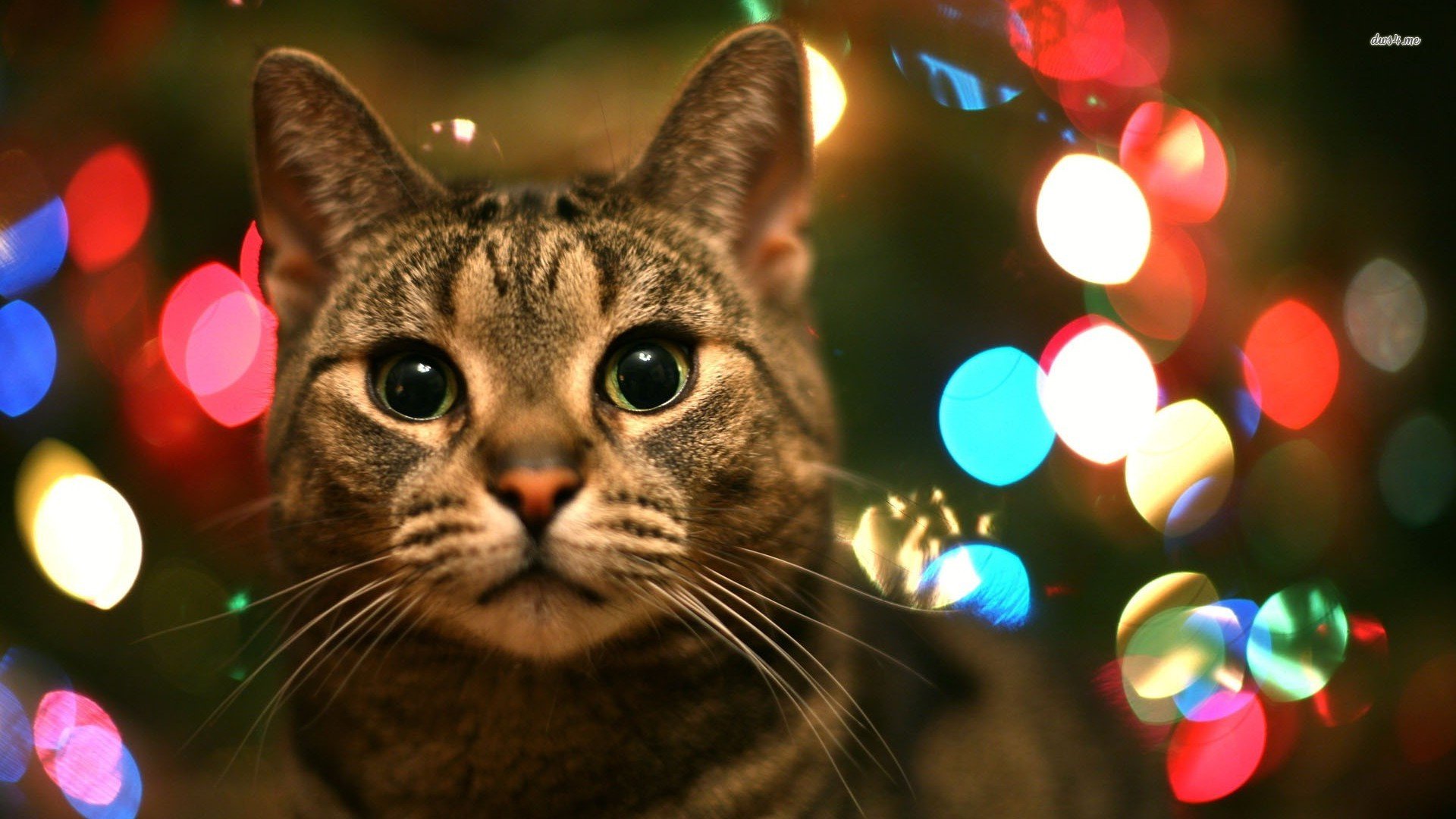 萌宠,喵星人,猫咪,卖萌,儿童桌面专用