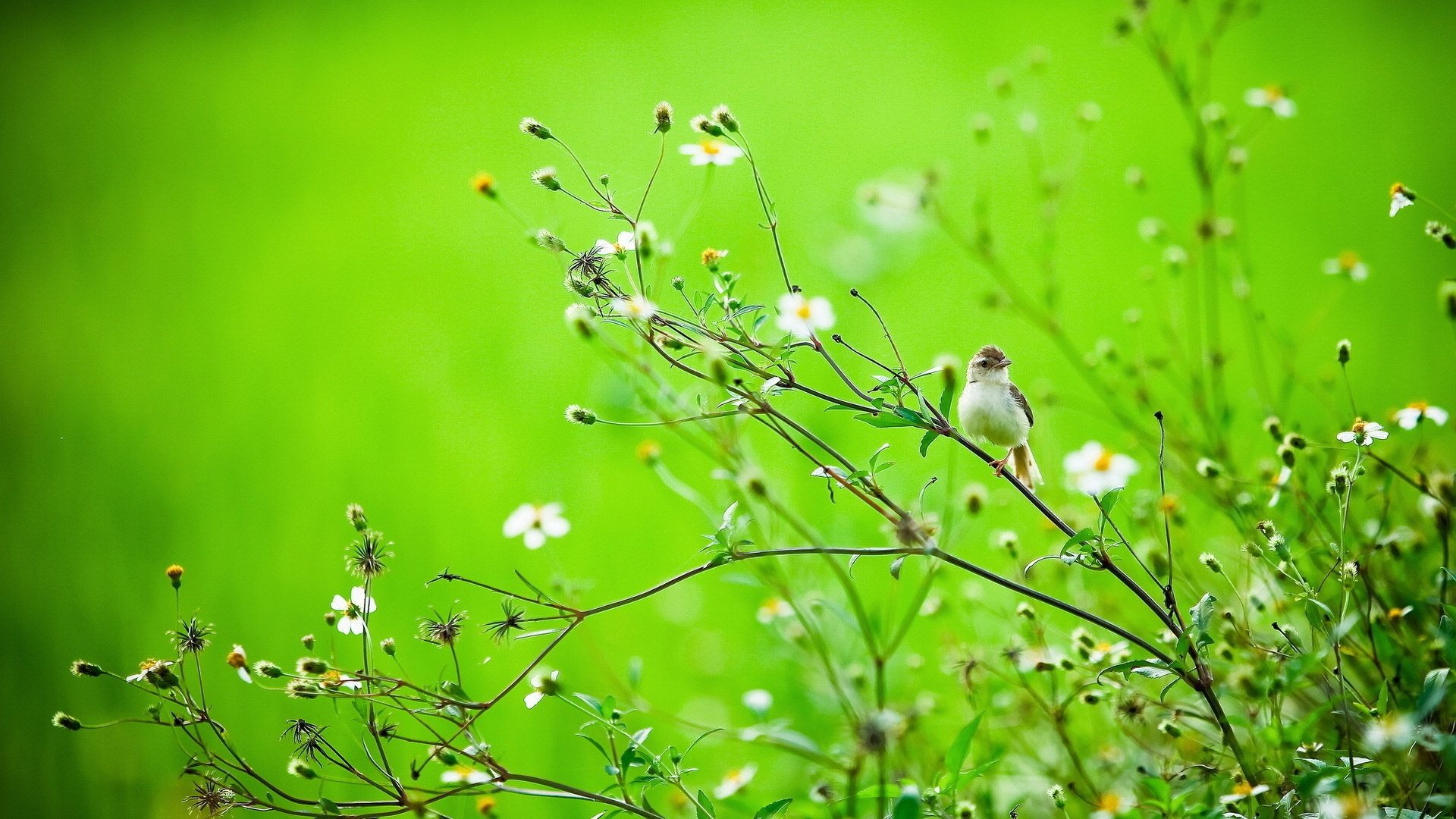 萌宠,动物,鸟,儿童桌面专用