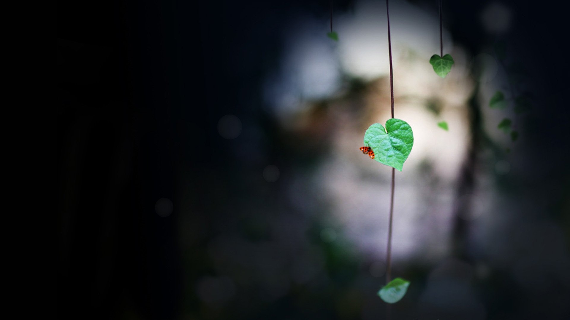 小清新,静物写真,儿童桌面专用