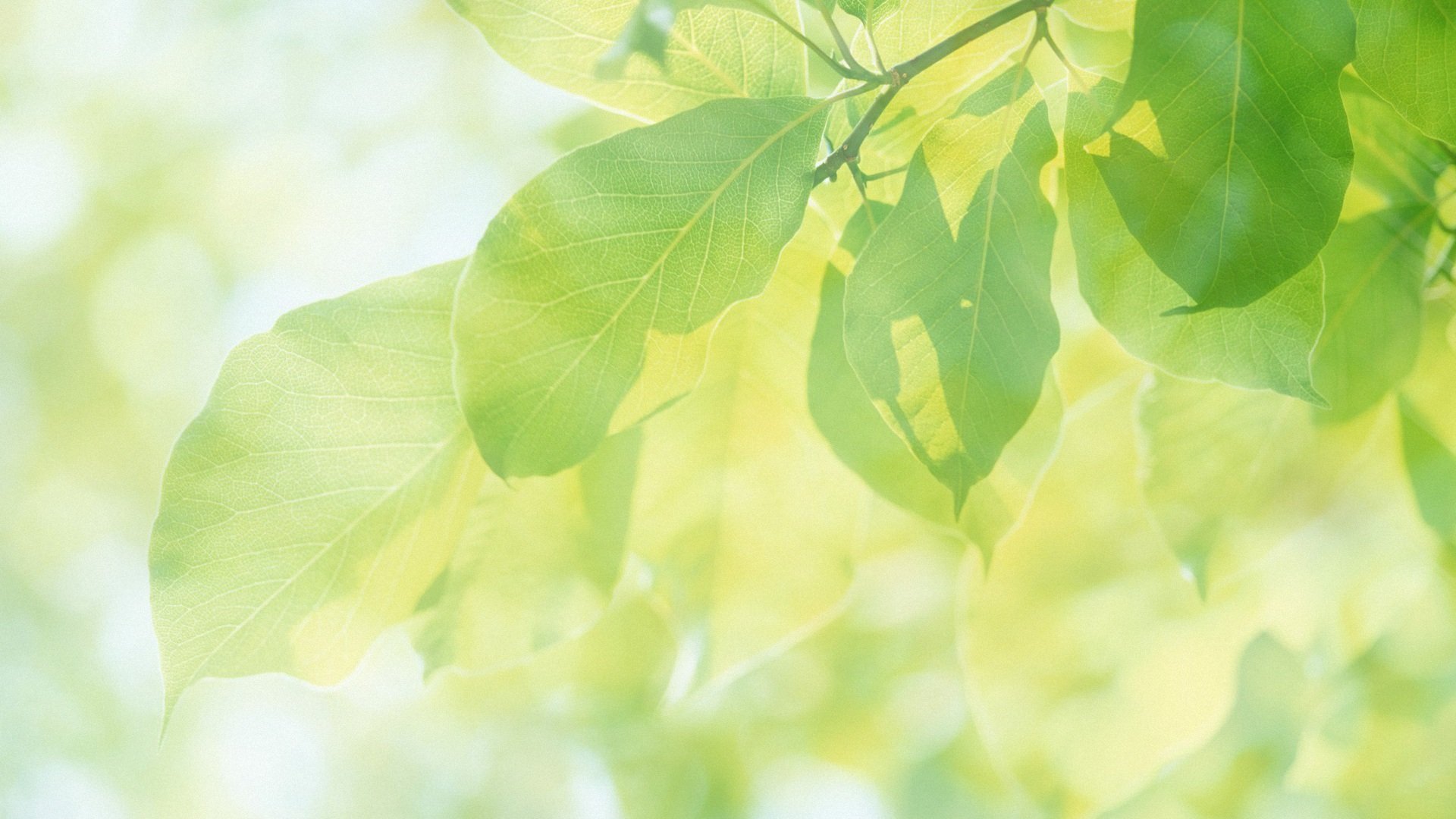 小清新,护眼壁纸,儿童桌面专用