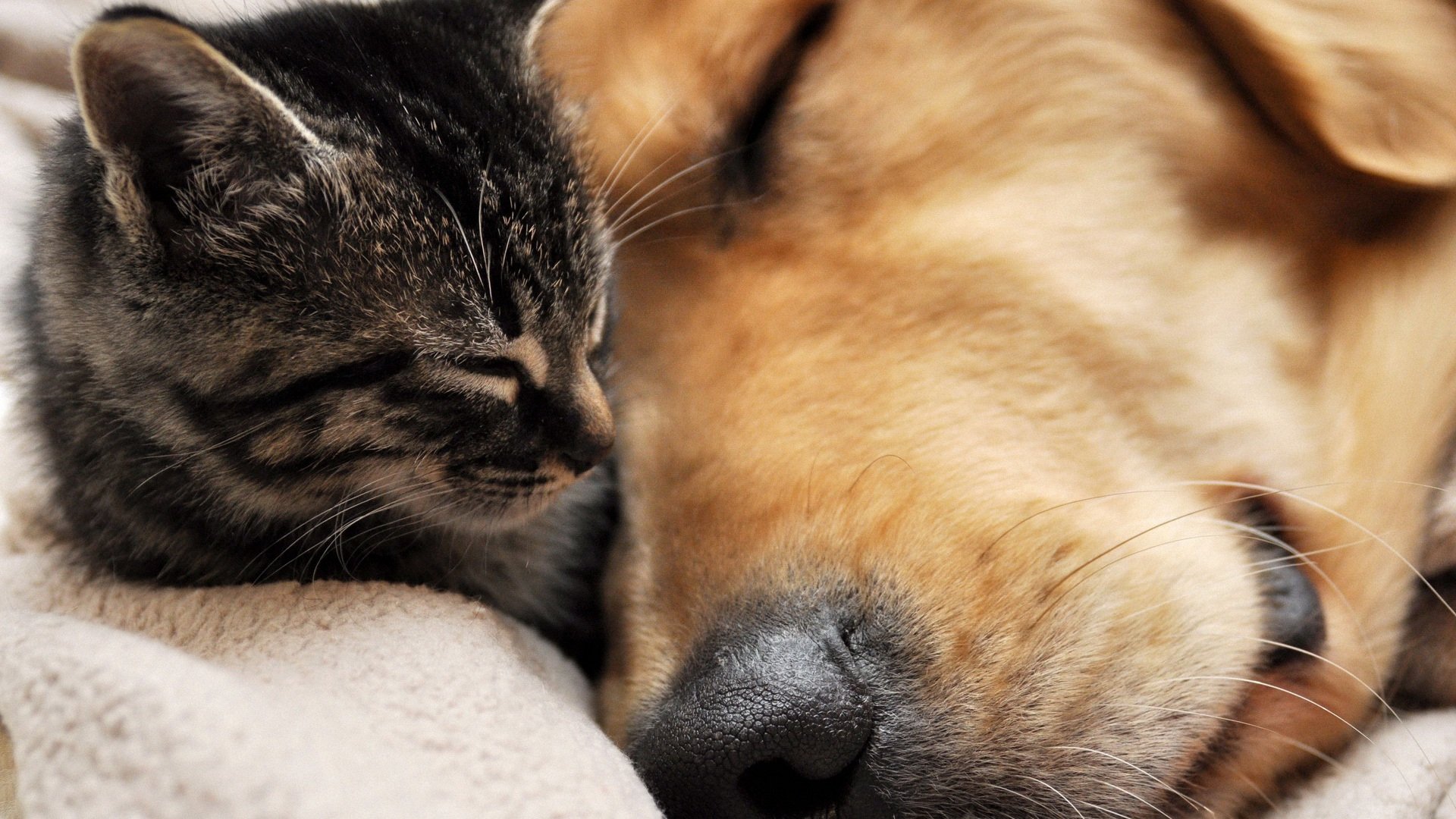 萌宠,卖萌图,儿童桌面专用