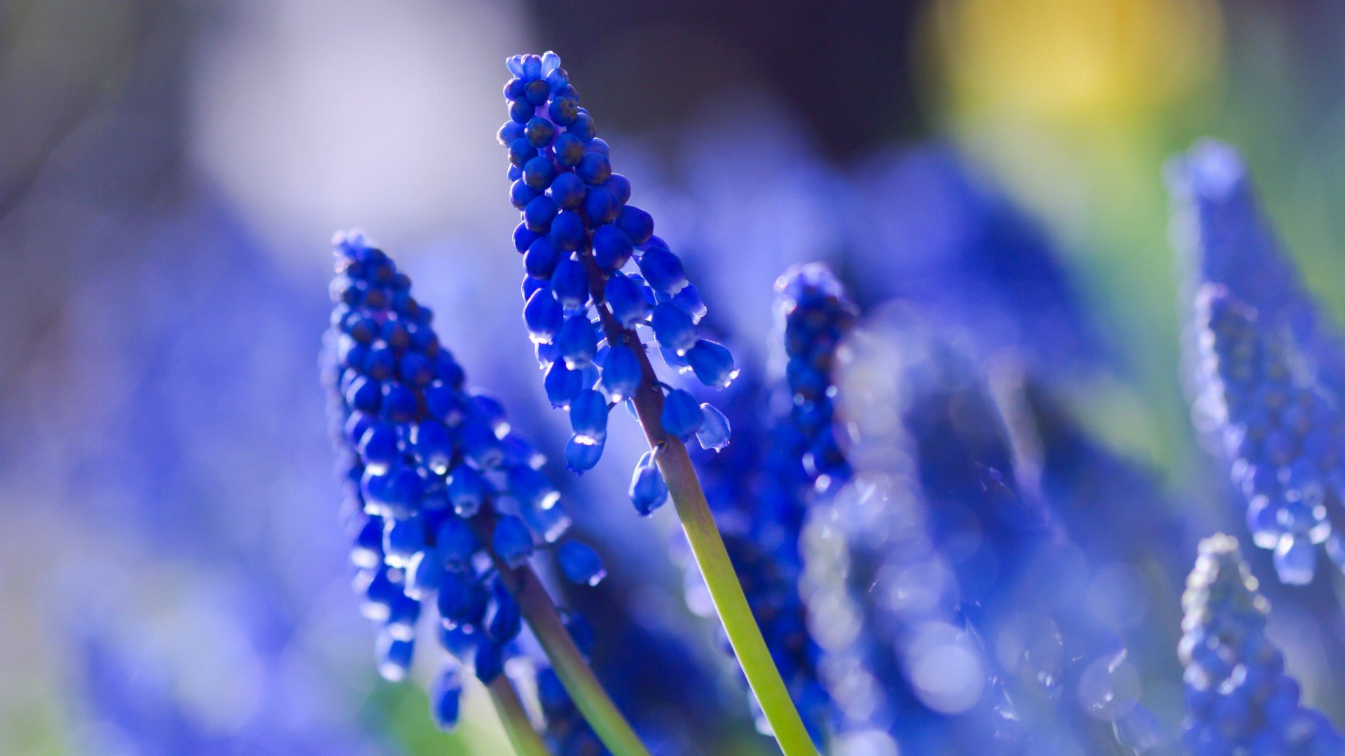 小清新,清新淡雅,儿童桌面专用