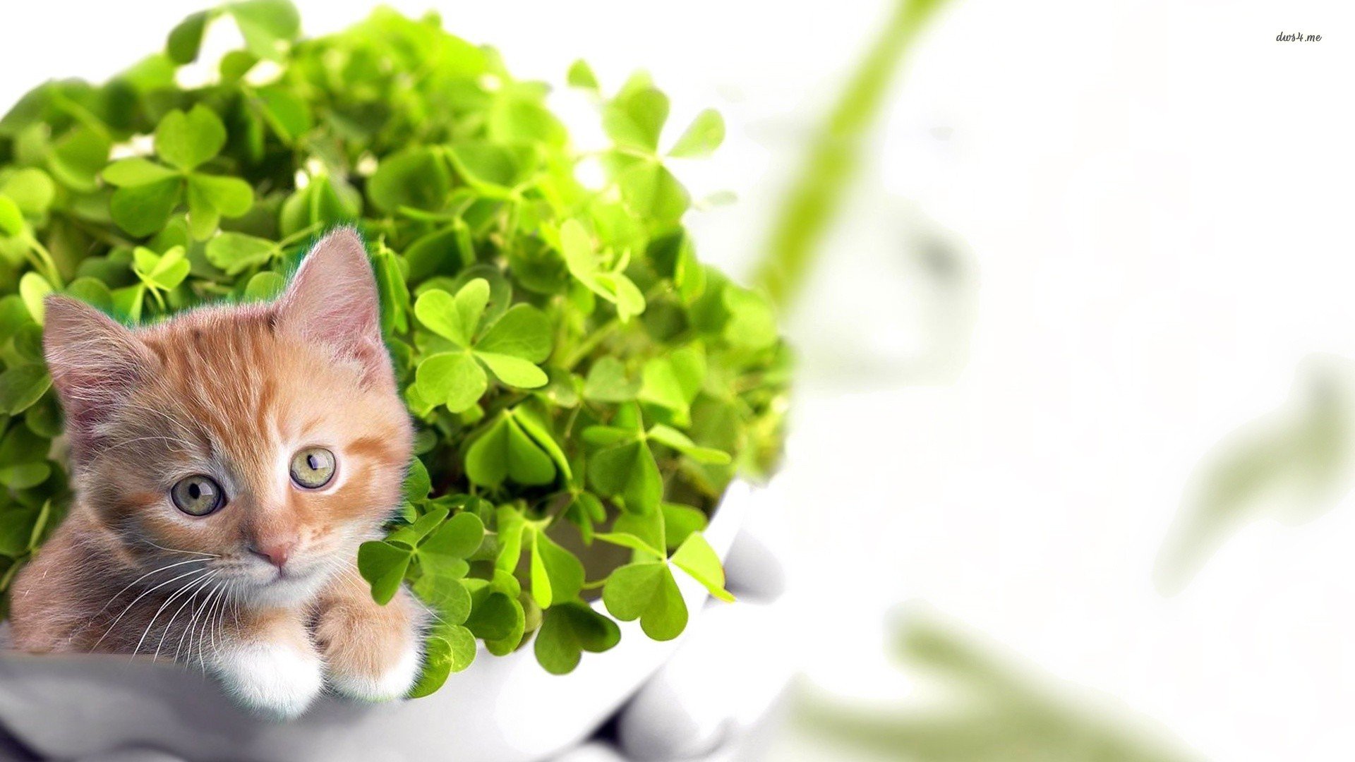 萌宠,喵星人,虎斑,美短,儿童桌面专用