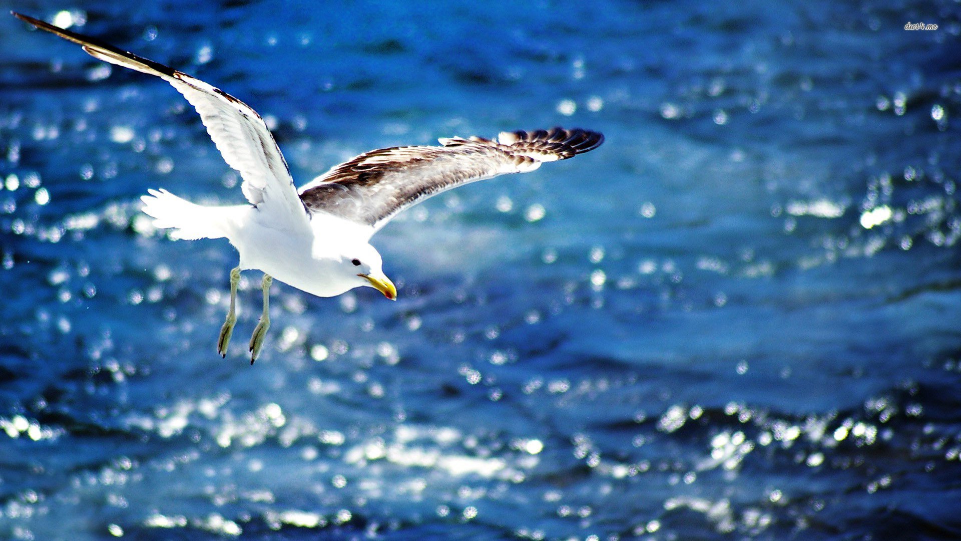 萌宠,海鸟,儿童桌面专用