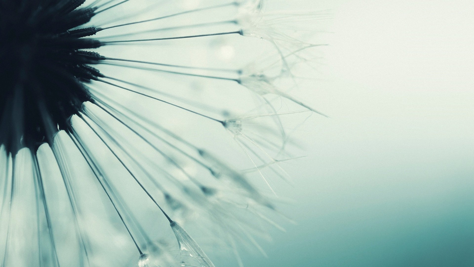 小清新,静物写真,蒲公英,儿童桌面专用