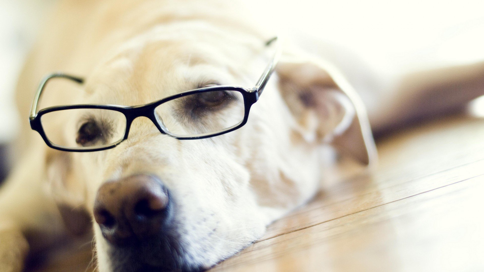 萌宠,动物,汪星人,儿童桌面专用