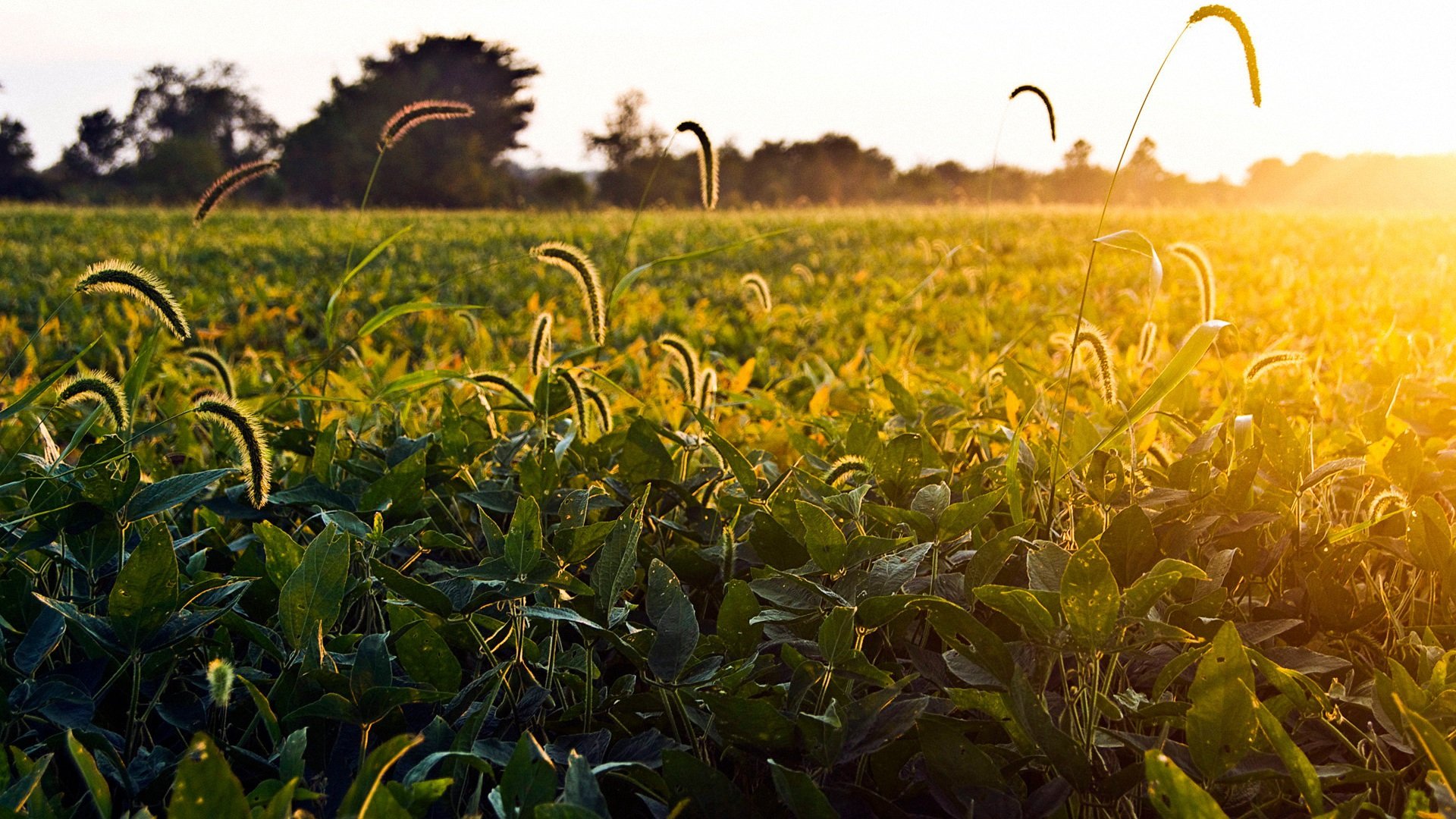小清新,温馨一刻,儿童桌面专用