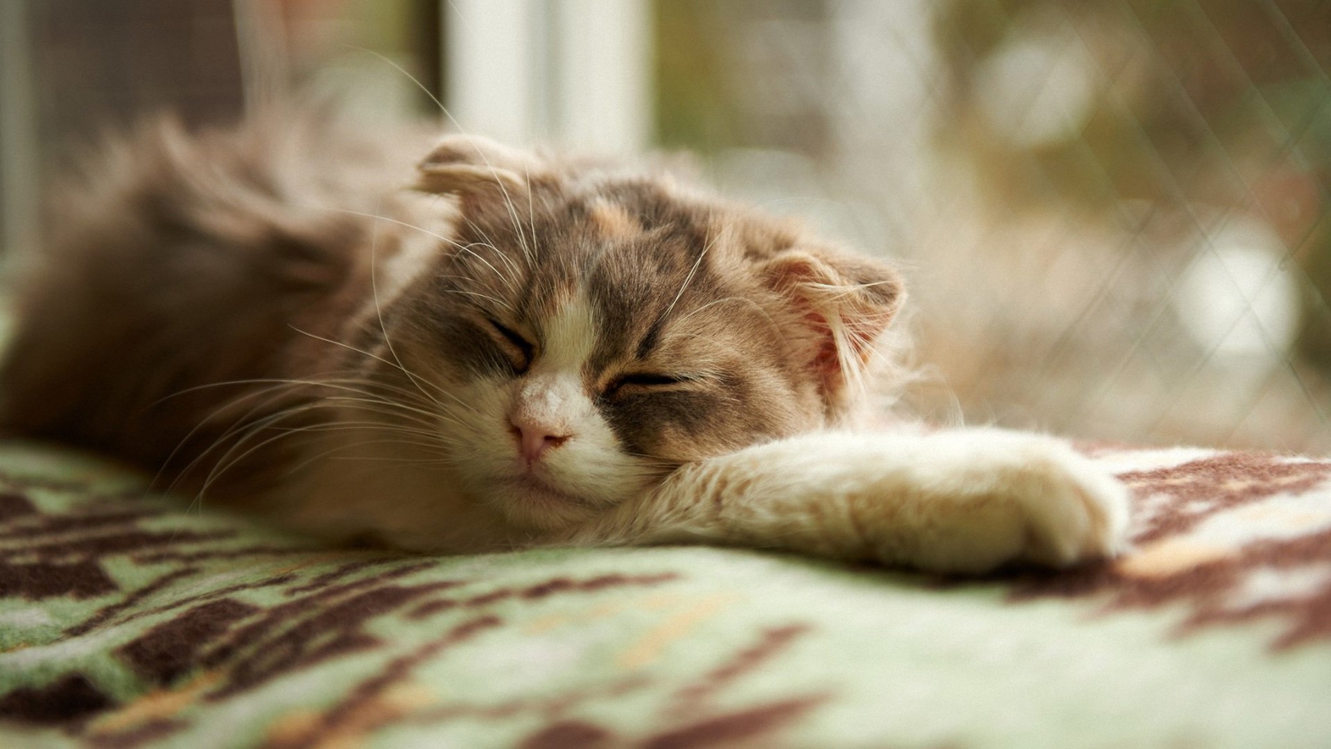 萌宠,喵星人,儿童桌面专用