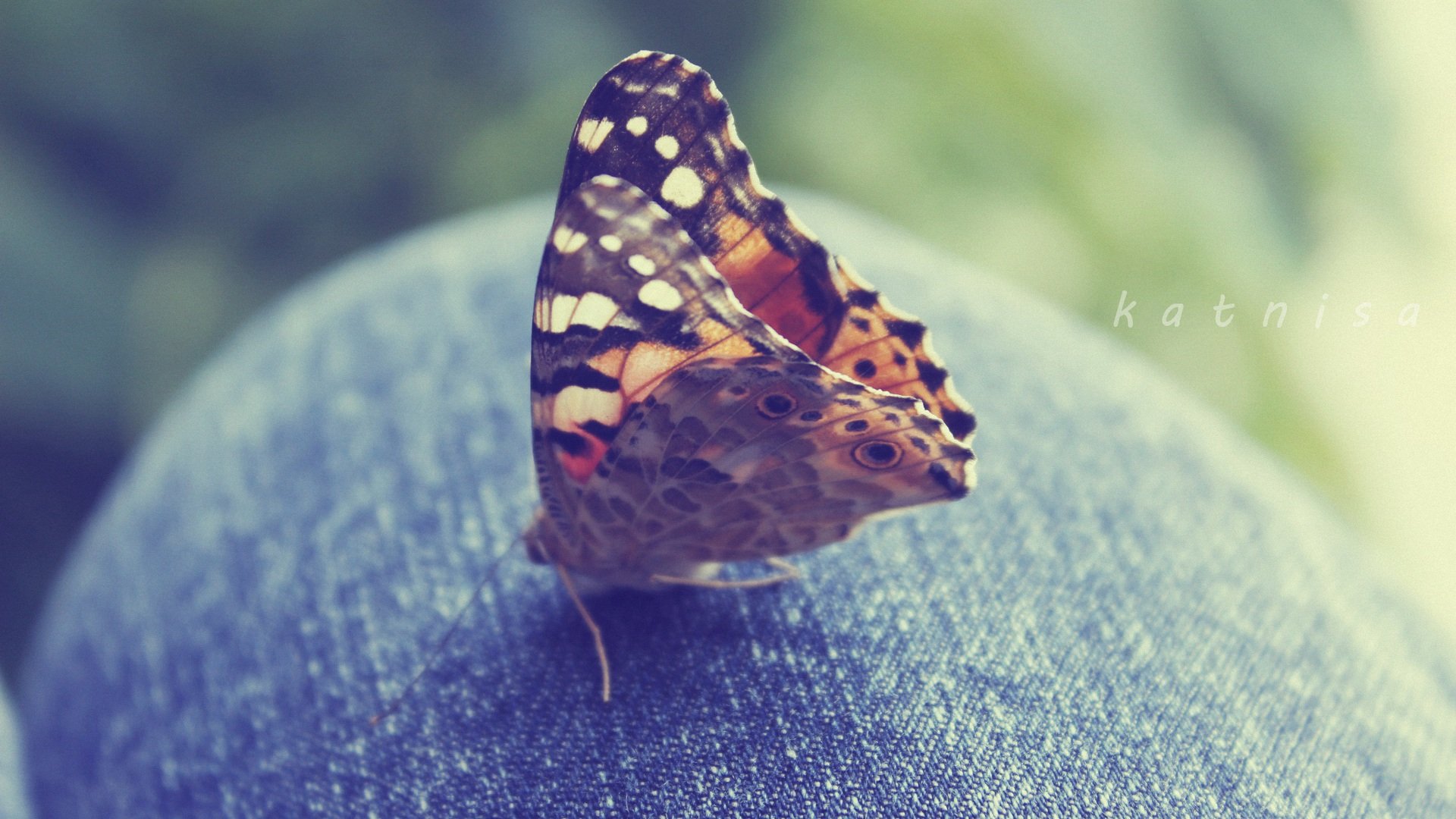 萌宠,蝴蝶,儿童桌面专用