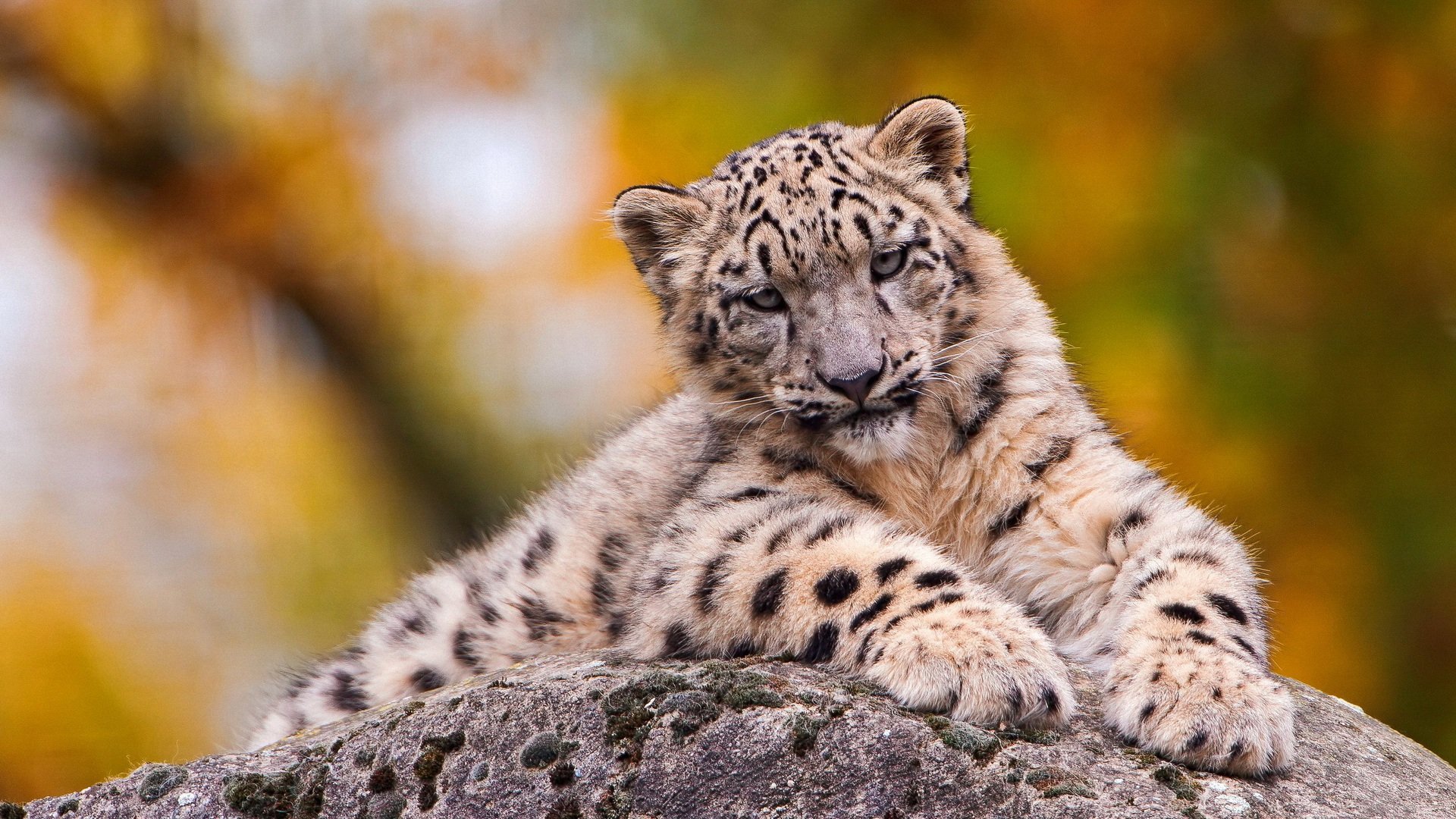 萌宠,豹,野生动物,儿童桌面专用