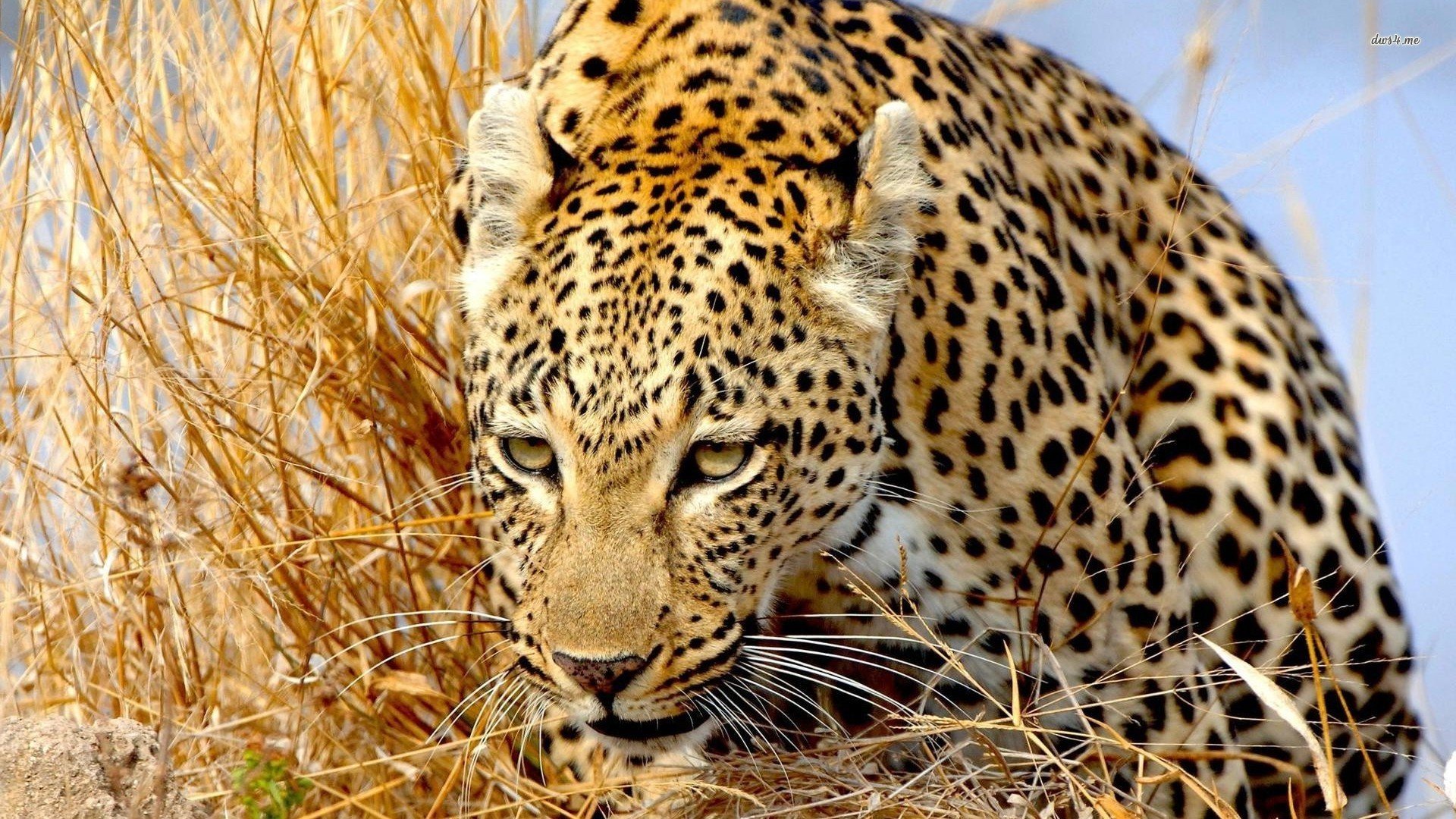 萌宠,野生动物,豹,儿童桌面专用