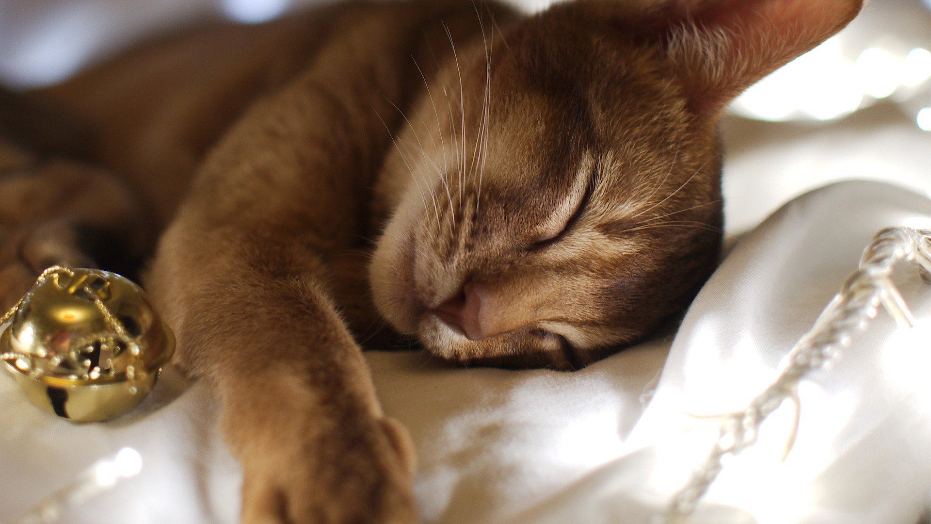 萌宠,喵星人,儿童桌面专用