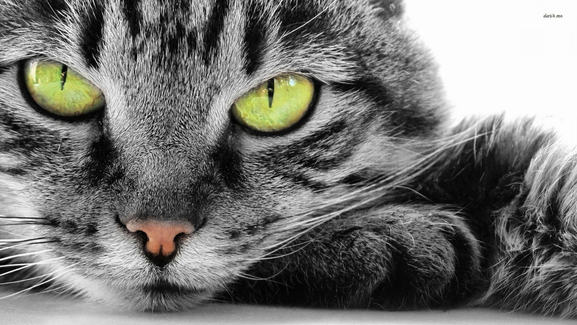 萌宠,喵星人,虎斑,美短,儿童桌面专用