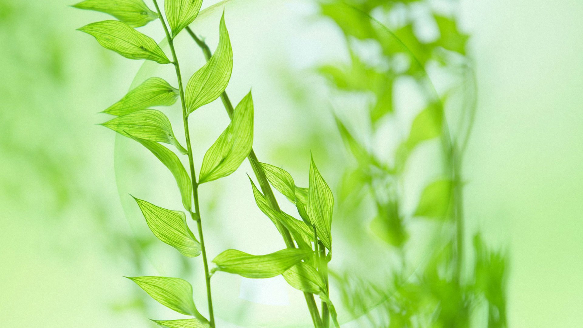 小清新,护眼壁纸,儿童桌面专用